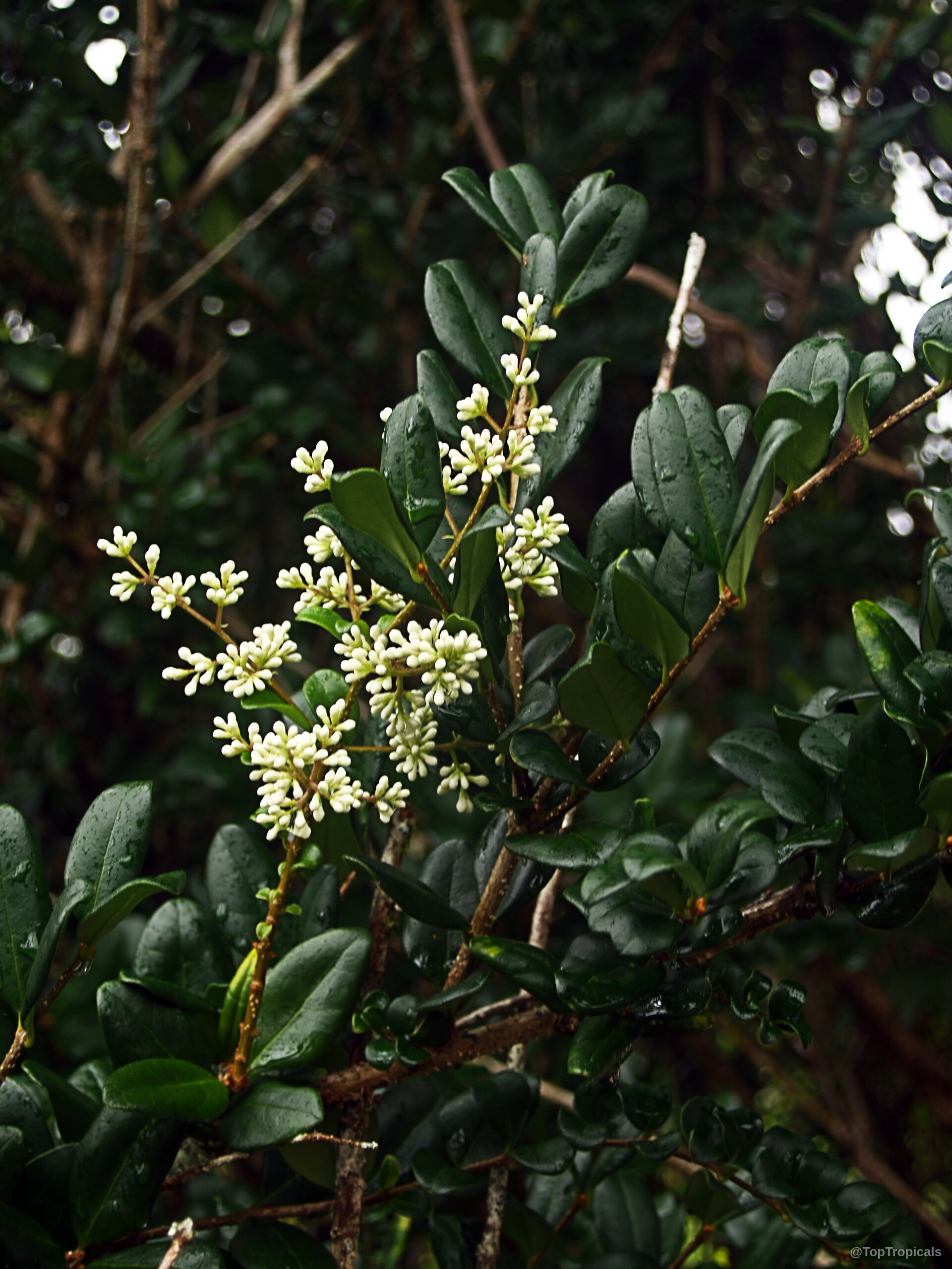 Ligustrum sp. (Privet) white flower cluster budding on a stem among thick dark green leaves. Ligustrum sp. (Privet) white flower cluster close up on dark green leaves plant stem