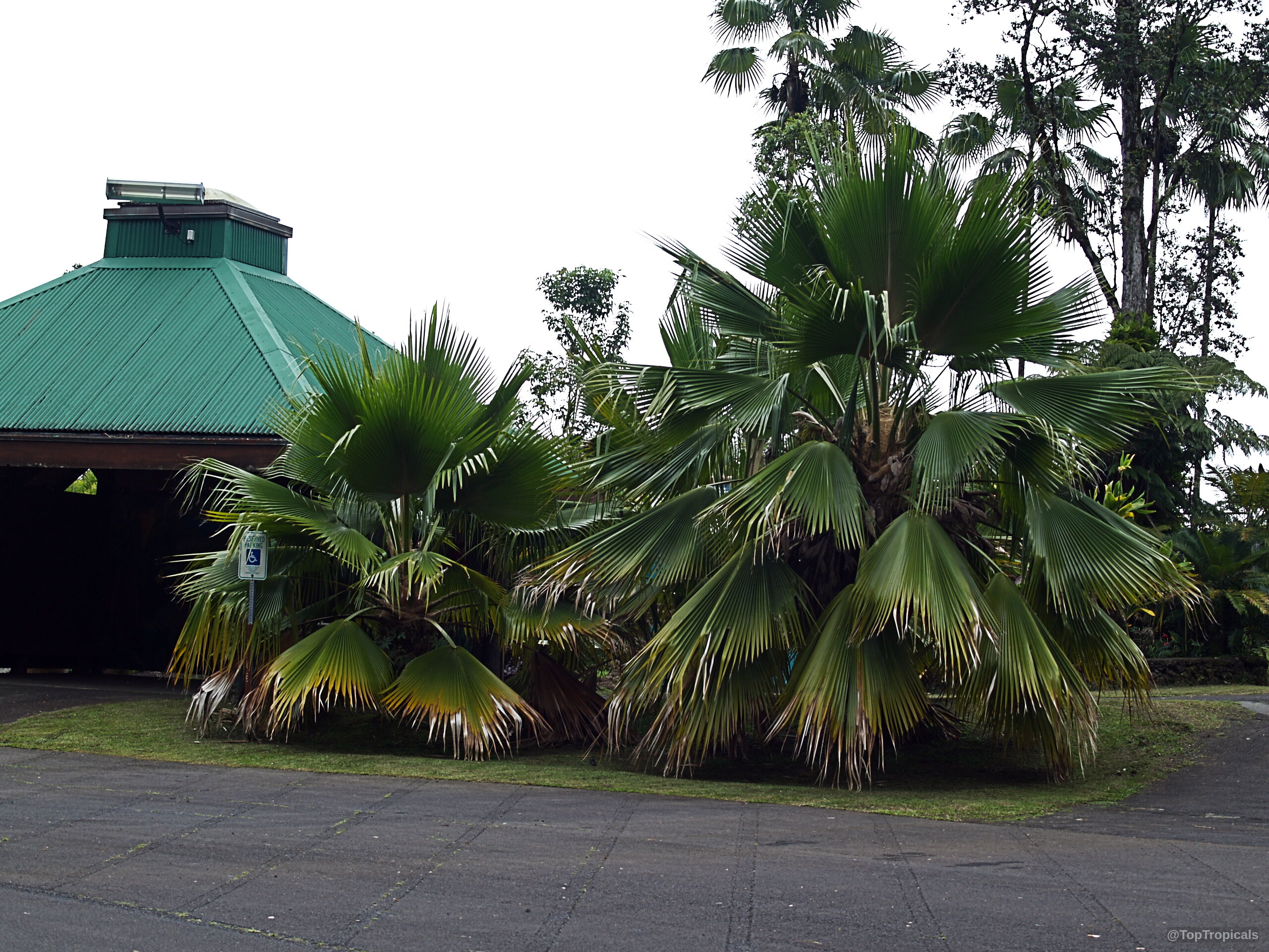 Livistona chinensis (Chinese Fan) palm tree with large circular green leaves standing near a building Livistona chinensis (Chinese Fan) green palm tree with wide circular leaves and arching fronds