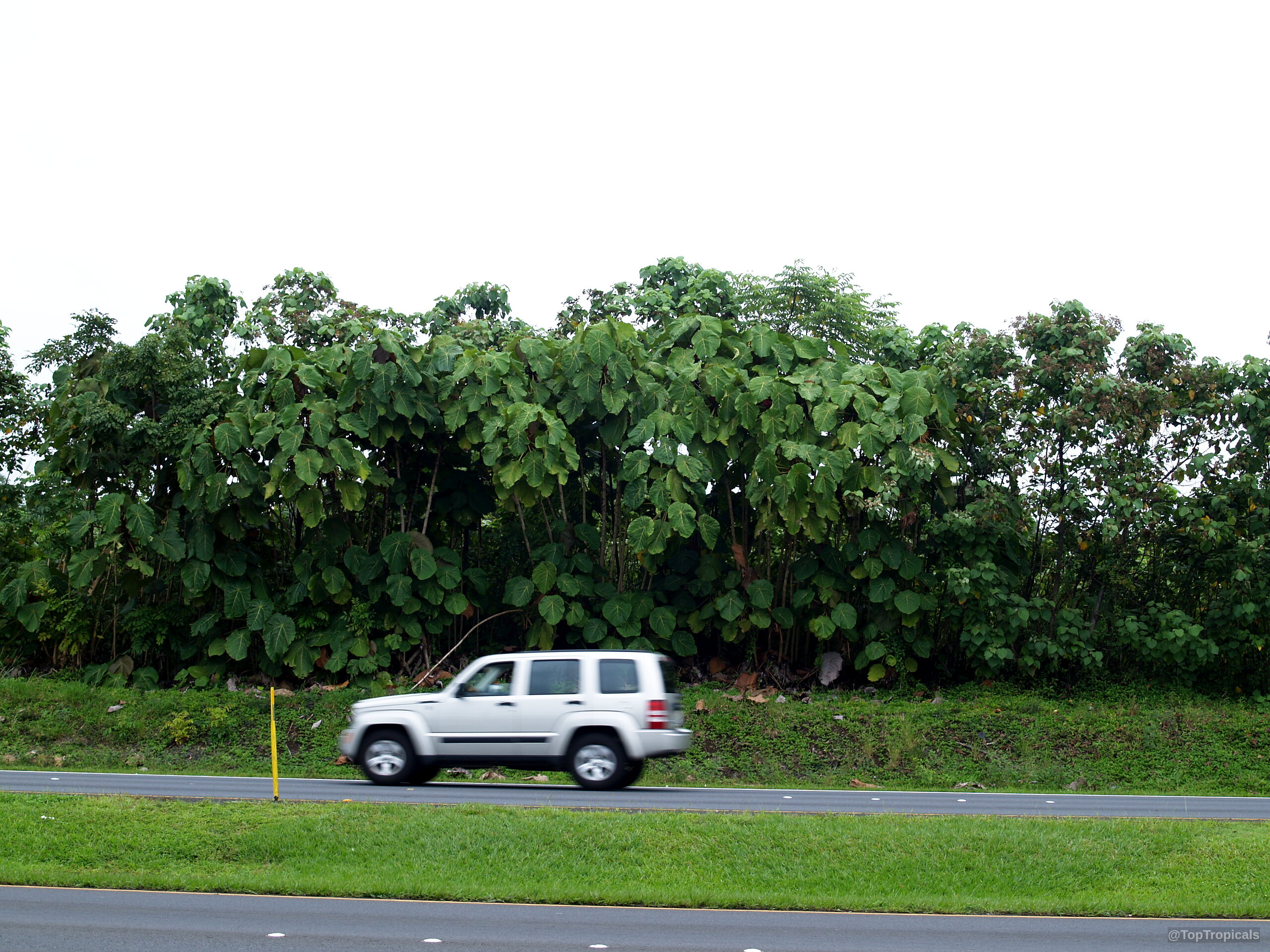 Macaranga grandifolia (Macaranga) tree with large round green leaves filling the landscape near road Macaranga grandifolia (Macaranga) green leaves forming a dense tree structure for tropical landscaping