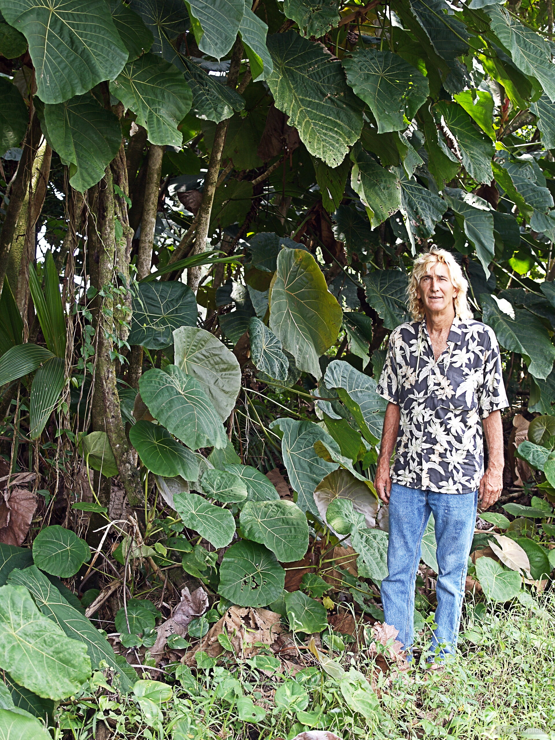 Macaranga grandifolia (Macaranga) stands tall with immense circular green leaves and a person nearby. Macaranga grandifolia (Macaranga) with large green leaves on a tall tropical plant shrub tree