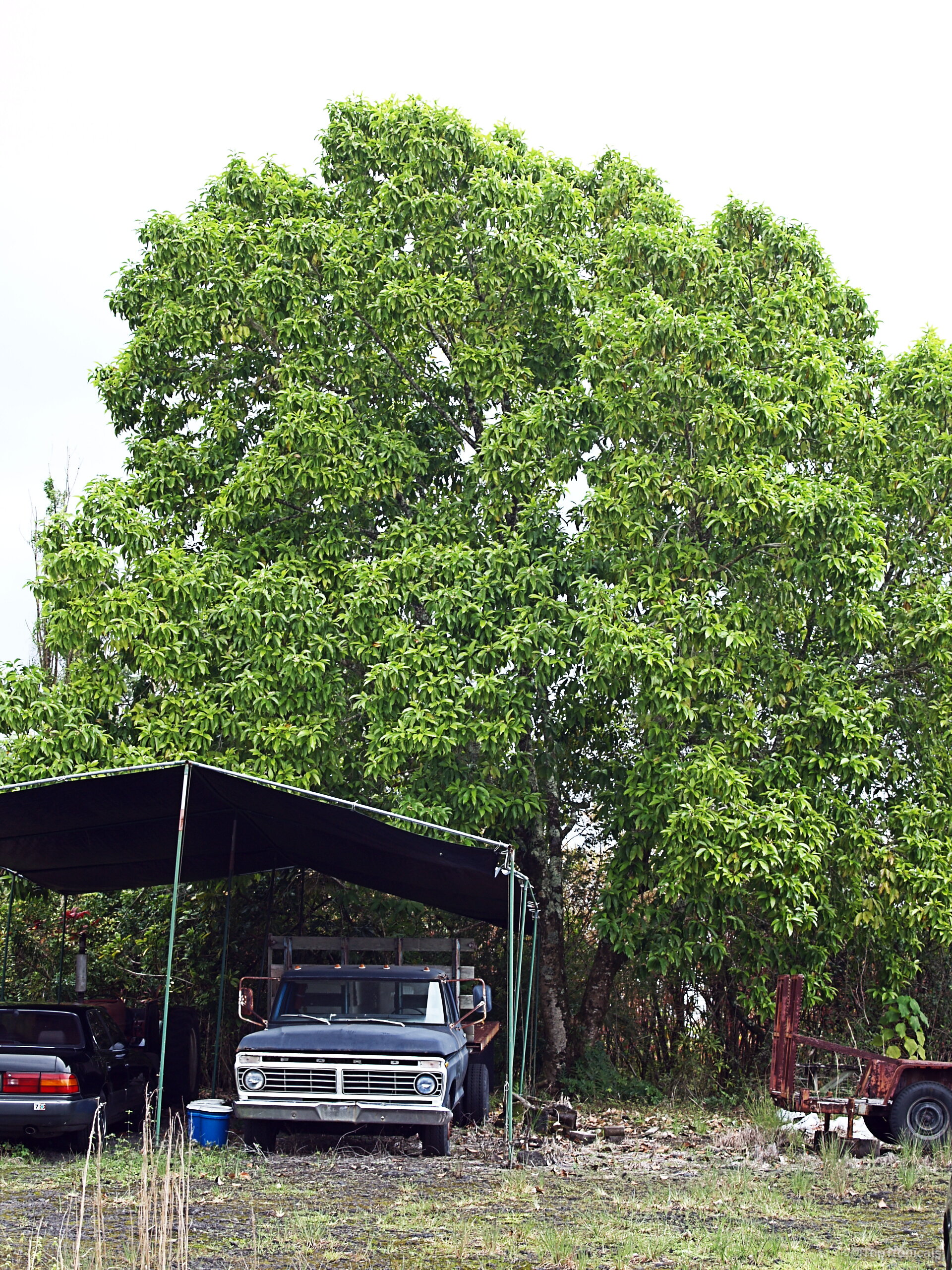 Magnolia champaca (Joy Perfume Tree) with large green canopy above parked vehicle and metal structure Magnolia champaca (Joy Perfume Tree) green tree with large canopy of dense foliage in summer