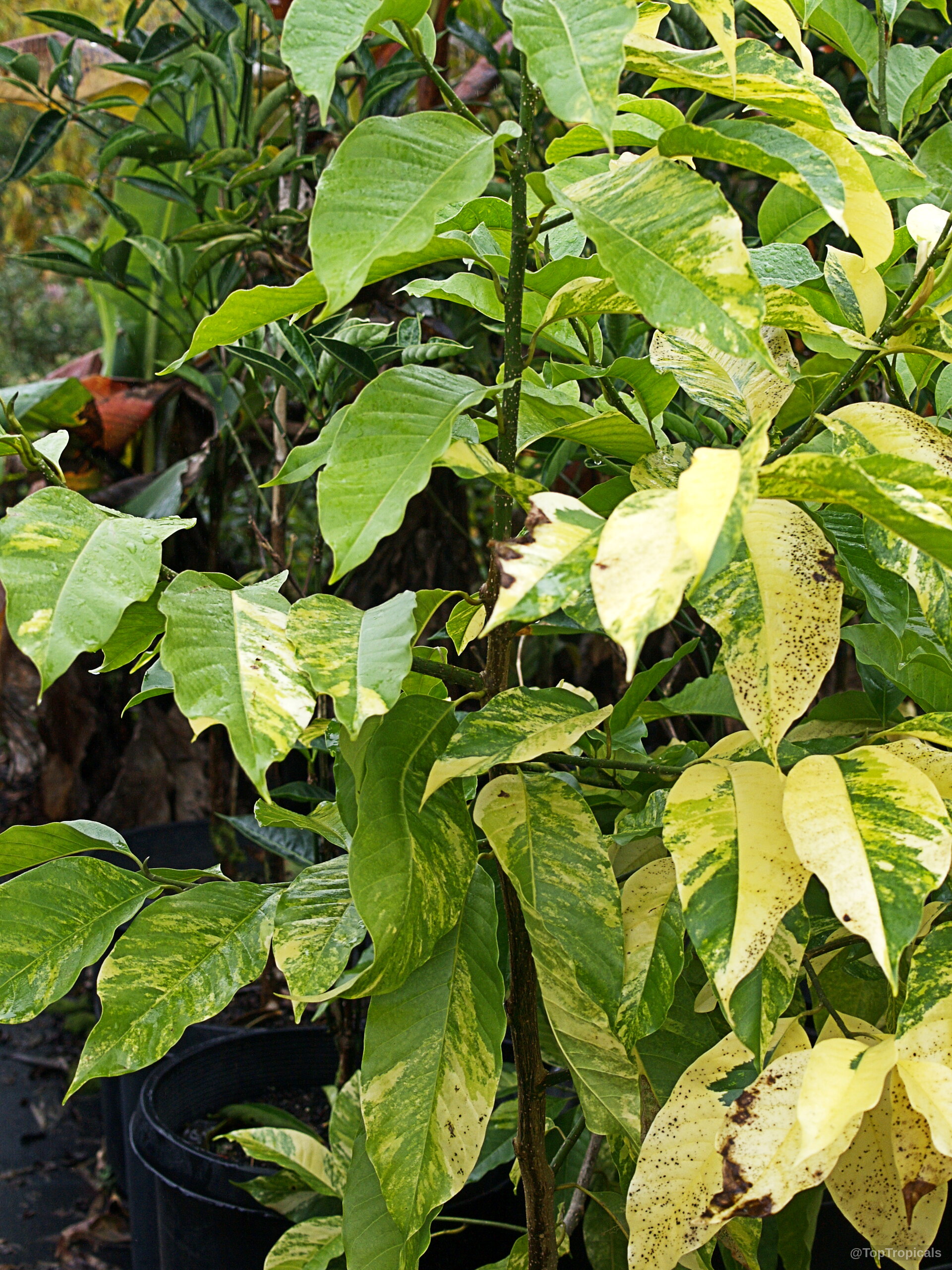 Magnolia champaca (Joy Perfume Tree) with yellow and green variegated leaves in a black container. Magnolia champaca (Joy Perfume Tree) yellow green leaves on a plant in black pot