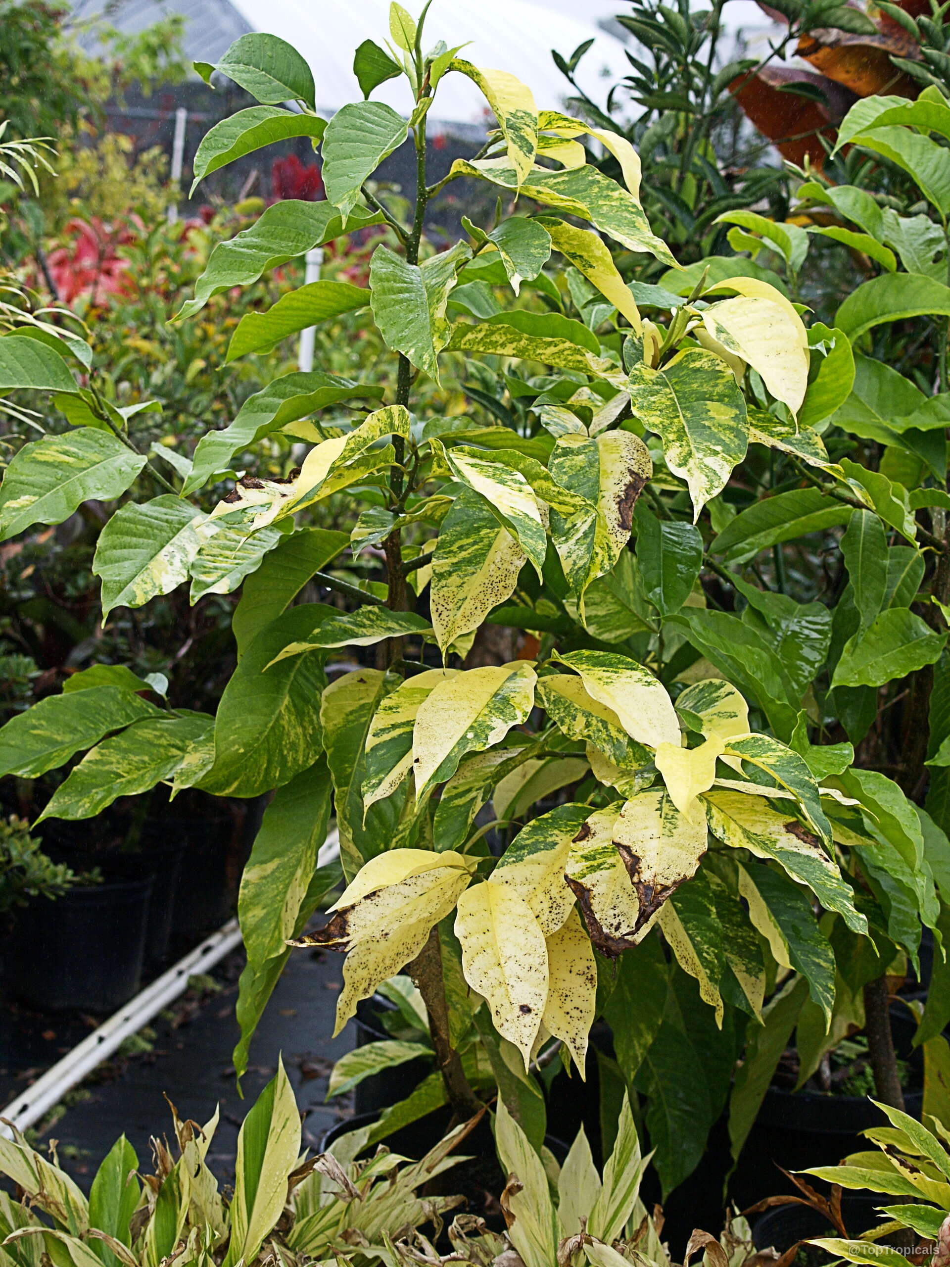 Magnolia champaca (Joy Perfume Tree) showing distinct yellow and green variegated leaves on upright stems Magnolia champaca (Joy Perfume Tree) yellow and green variegated leaves on a tall plant