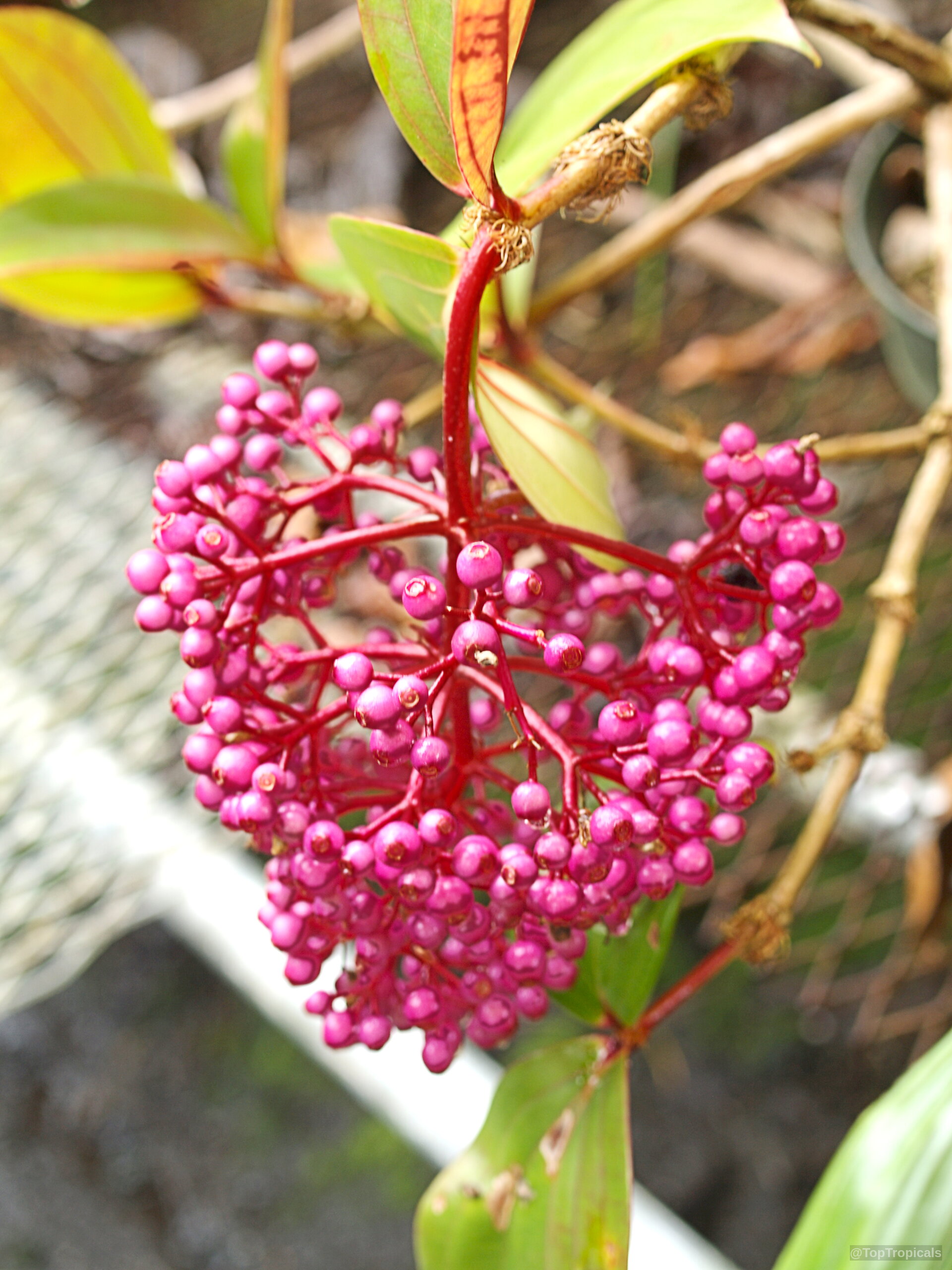 Medinilla cumingii (Chandelier Tree) pink fruit cluster hanging down from a slender, woody plant stem. Medinilla cumingii (Chandelier Tree) pink fruit clusters dangling on branches in a close up view.