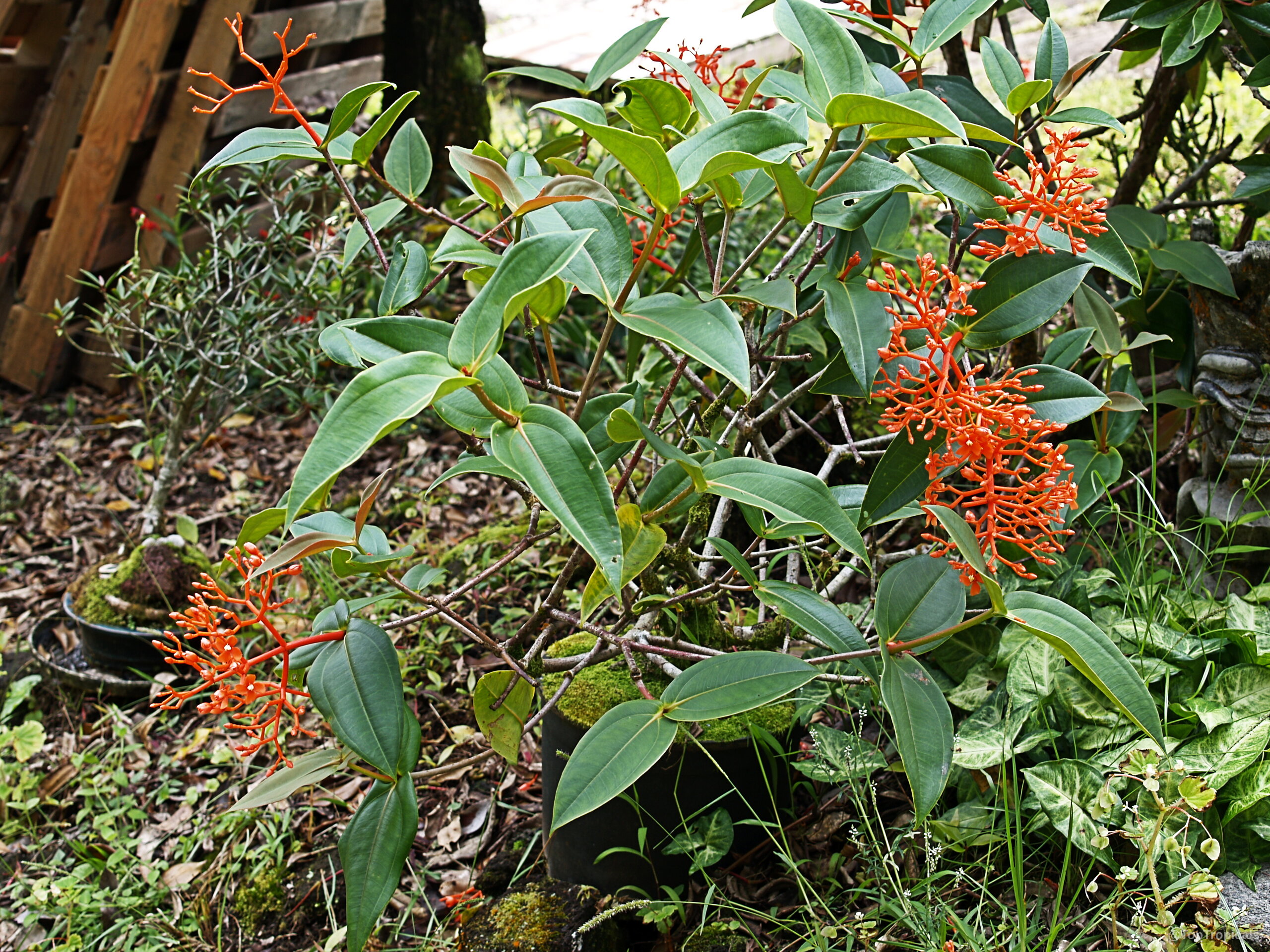 Medinilla scortechinii (Orange medinilla) with multiple orange flower stems rising above smooth green foliage. Medinilla scortechinii (Orange medinilla) plant with vibrant orange flower clusters and thick green leaves