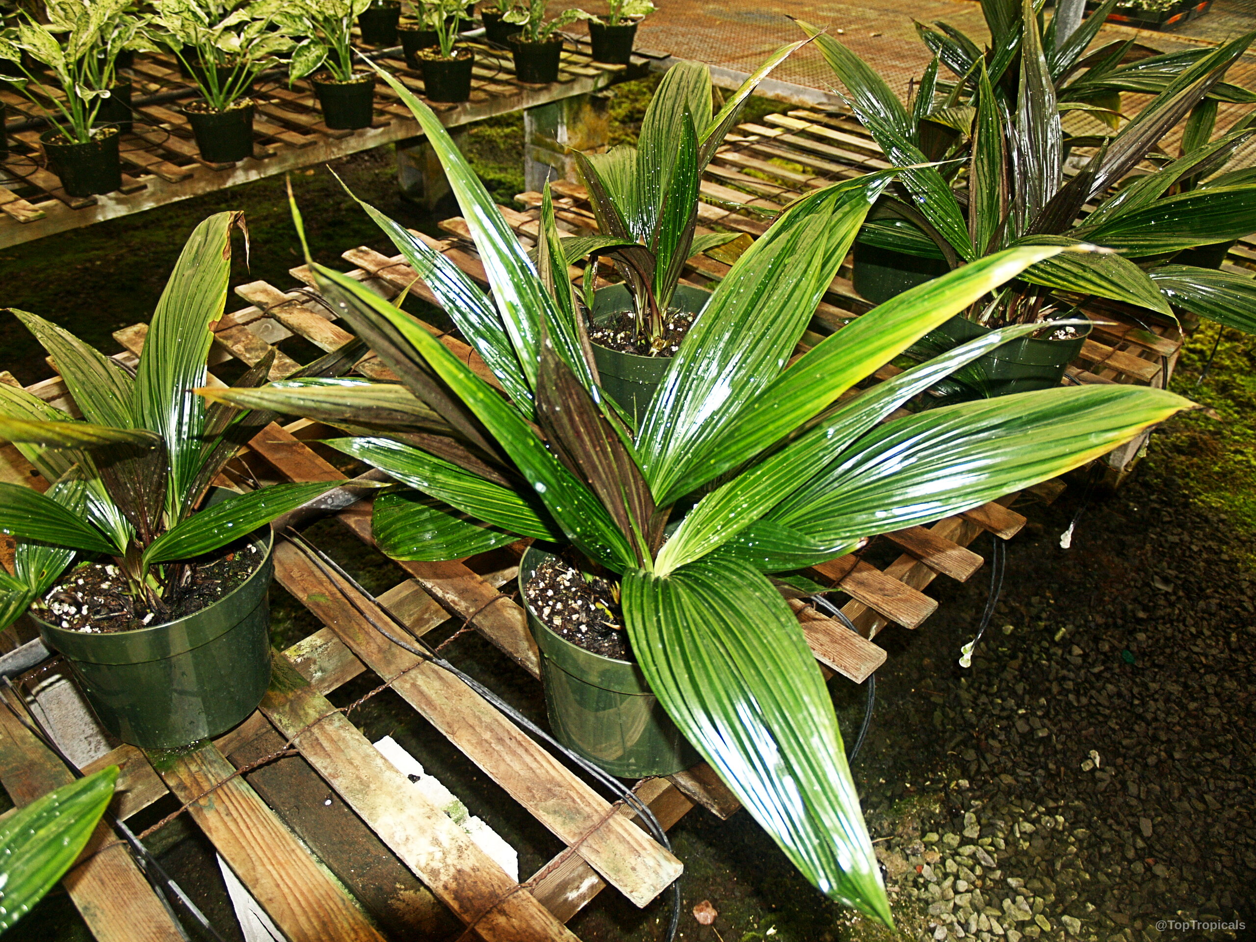 Molineria sp. (Palm Grass) with elongated green foliage growing inside containers on wooden slatted tables Molineria sp. (Palm Grass) with long green leaves in plastic pots on wood racks