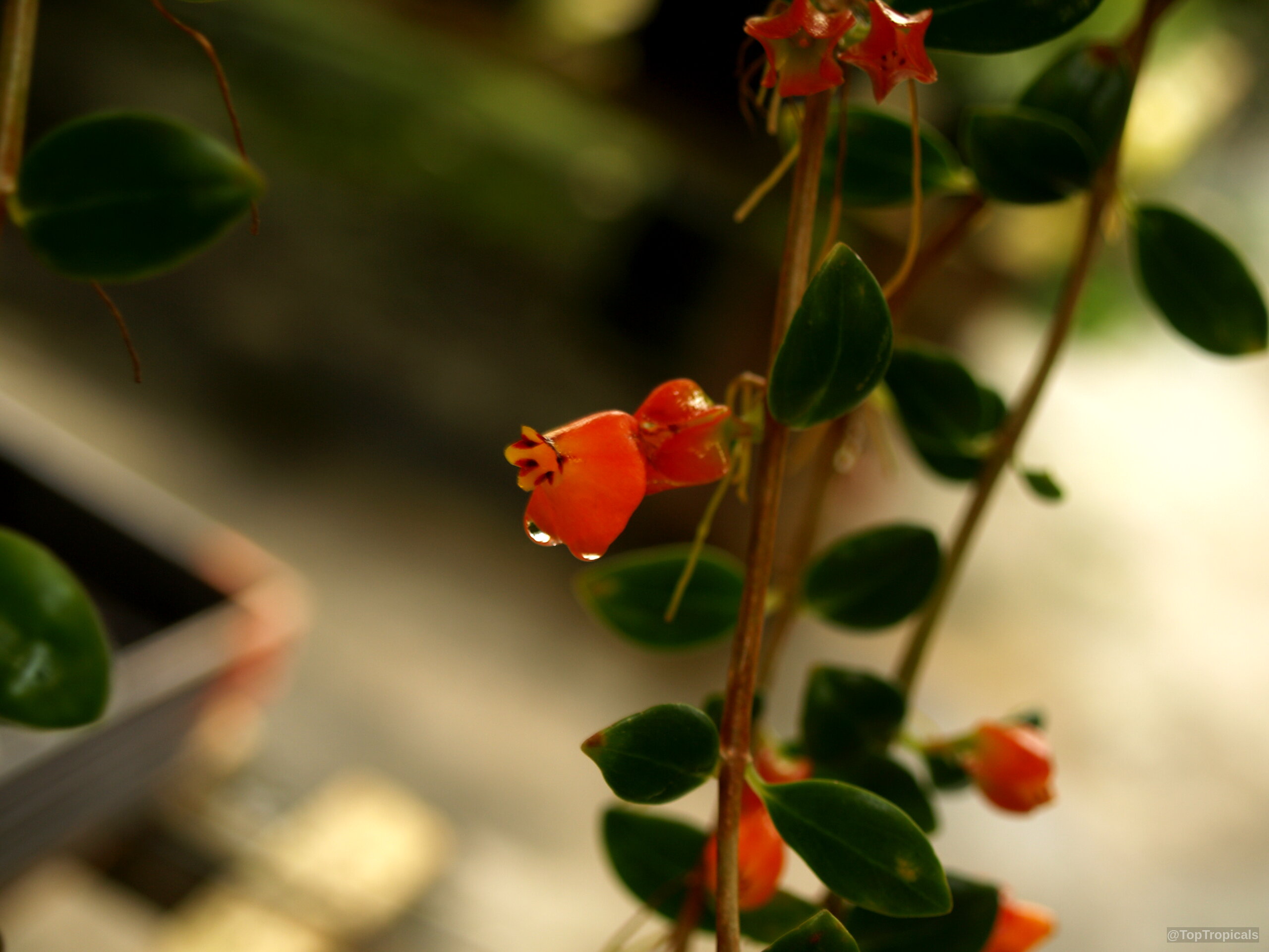 Nematanthus sp. (Gold Fish) orange flowers hang from thin stems along waxy green leaves. Nematanthus sp. (Gold Fish) orange flower close up on green leafy vine stems
