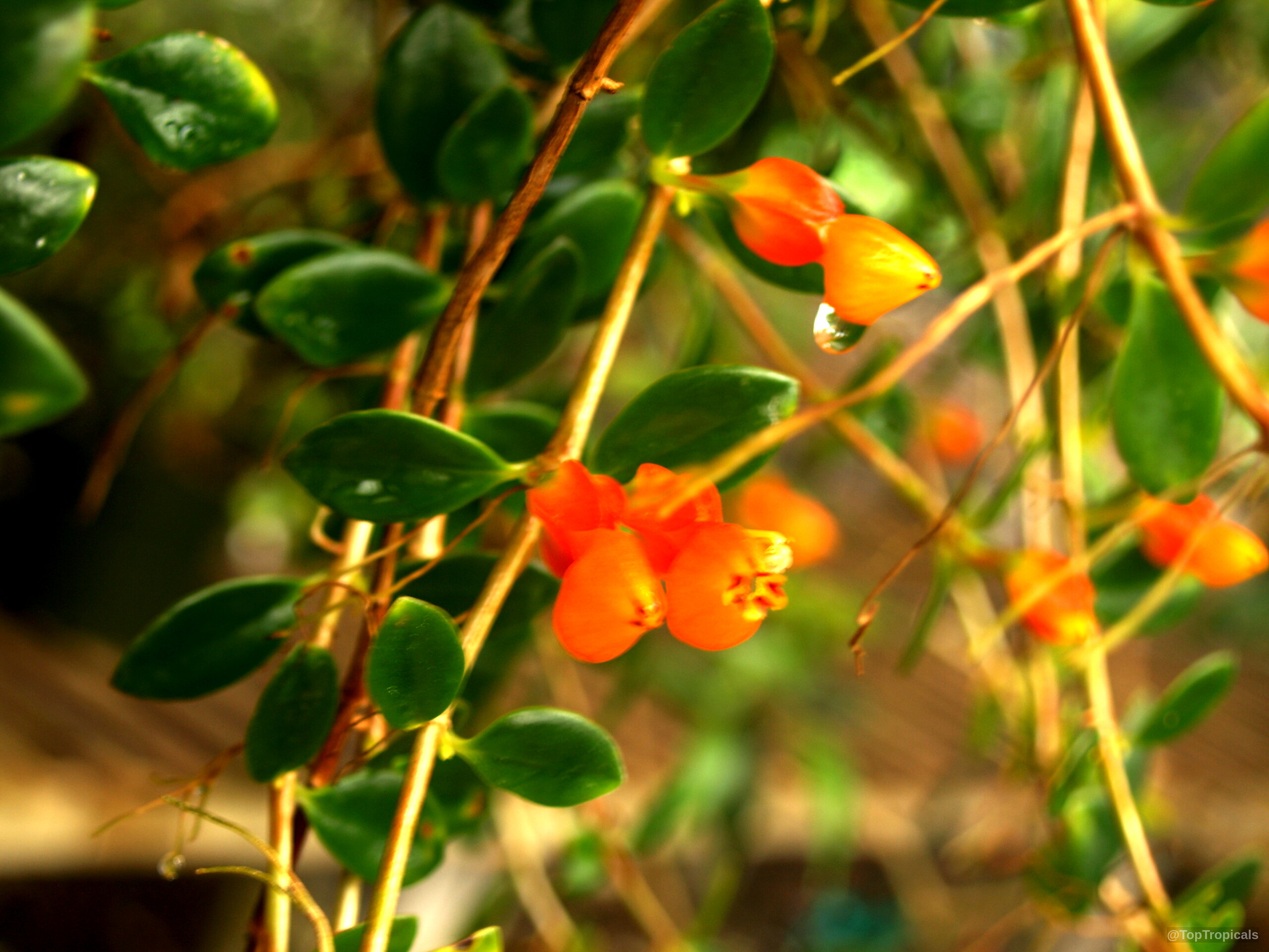 Nematanthus sp. (Gold Fish) hanging with orange flowers and small thick green succulent leaves. Nematanthus sp. (Gold Fish) orange flower close up on trailing green succulent plant branches.