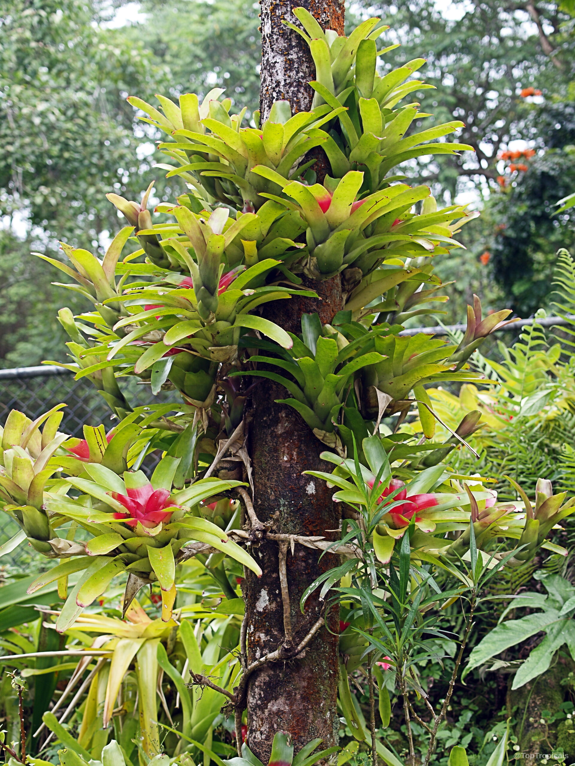 Neoregelia sp. (Bromeliad) green leaves with pink centers attached vertically along a brown tree trunk Neoregelia sp. (Bromeliad) green plant with pink center leaves attached to a tree trunk