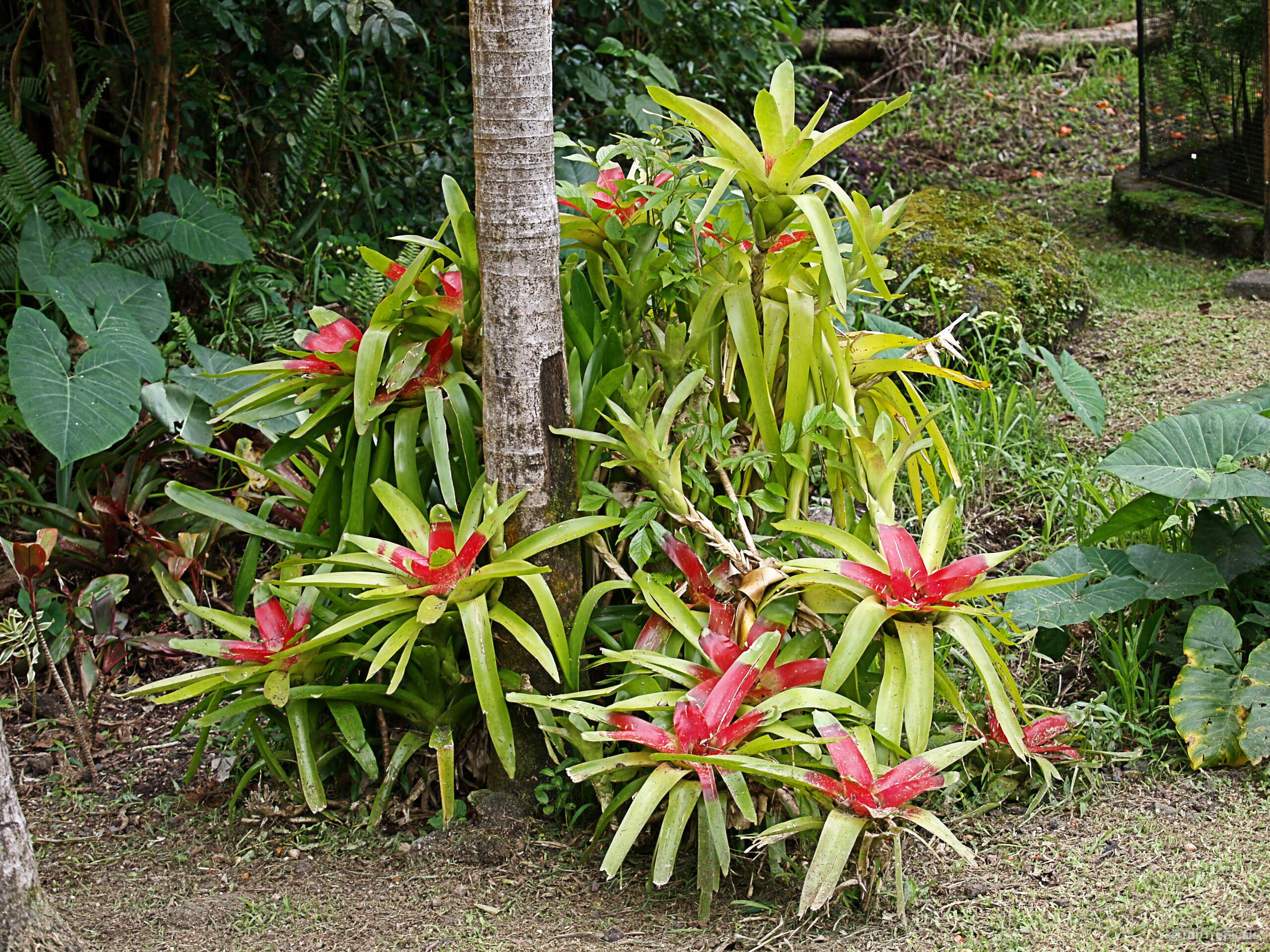 Neoregelia sp. (Bromeliad) with red centers and lime green leaves clustered around a tree trunk. Neoregelia sp. (Bromeliad) red and lime green plant cluster around a narrow tree trunk.