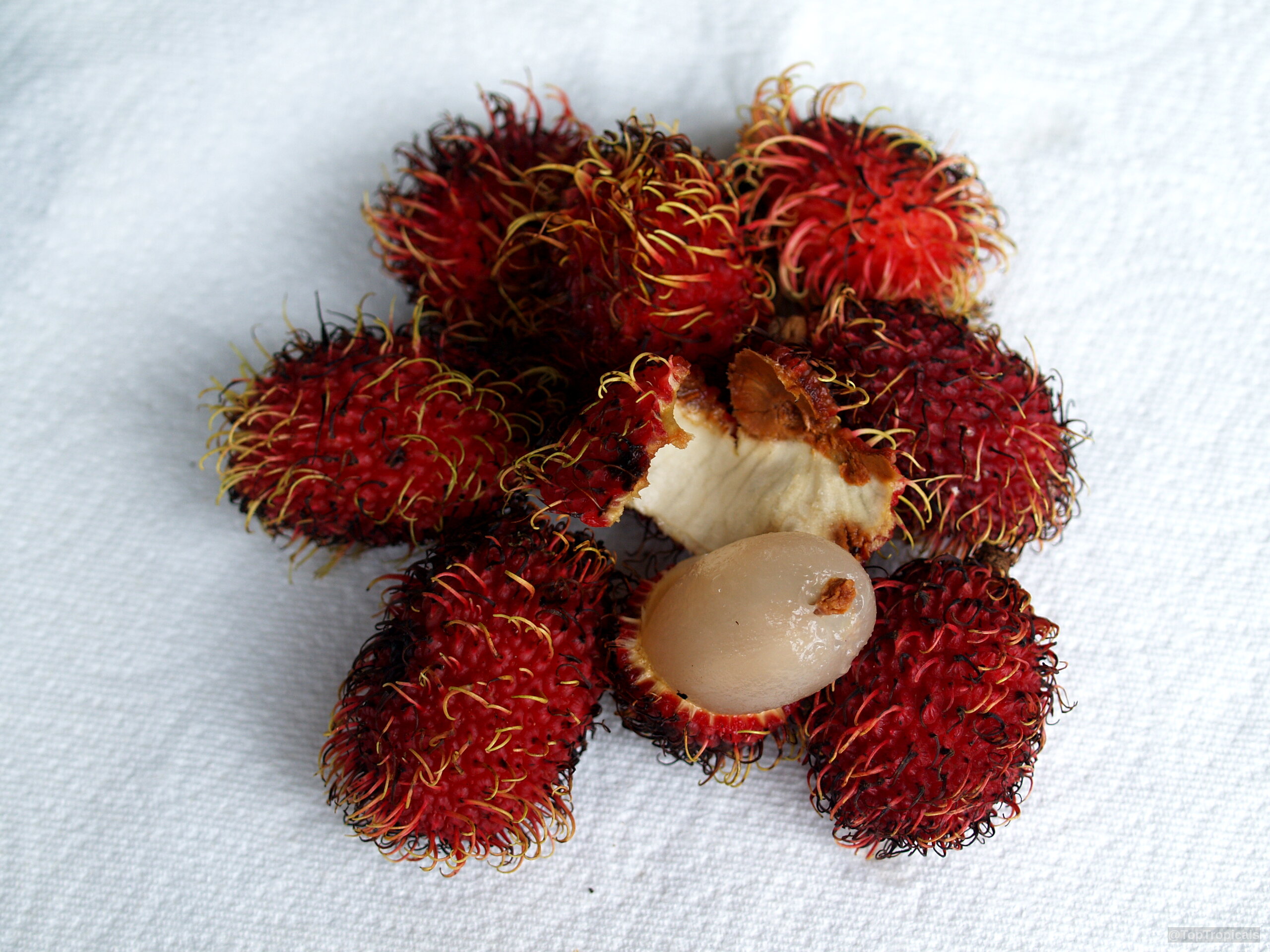 Nephelium lappaceum (Rambutan) red fruit with soft spikes and translucent white flesh on white surface. Nephelium lappaceum (Rambutan) red spiky fruit close up on a plain white surface background.