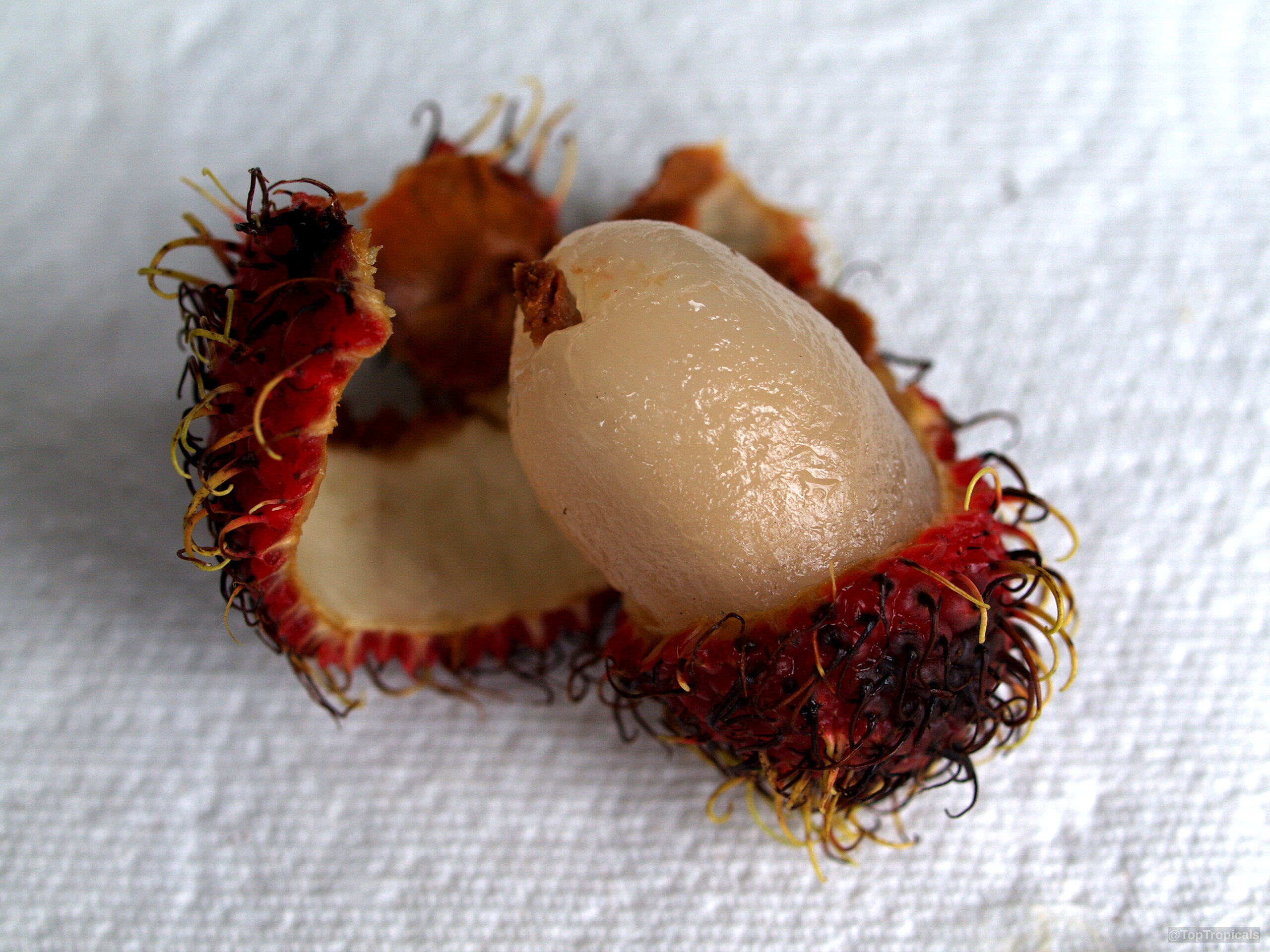 Nephelium lappaceum (Rambutan) fruit with red spiky skin and translucent white flesh on surface Nephelium lappaceum (Rambutan) red spiky fruit close up on white surface