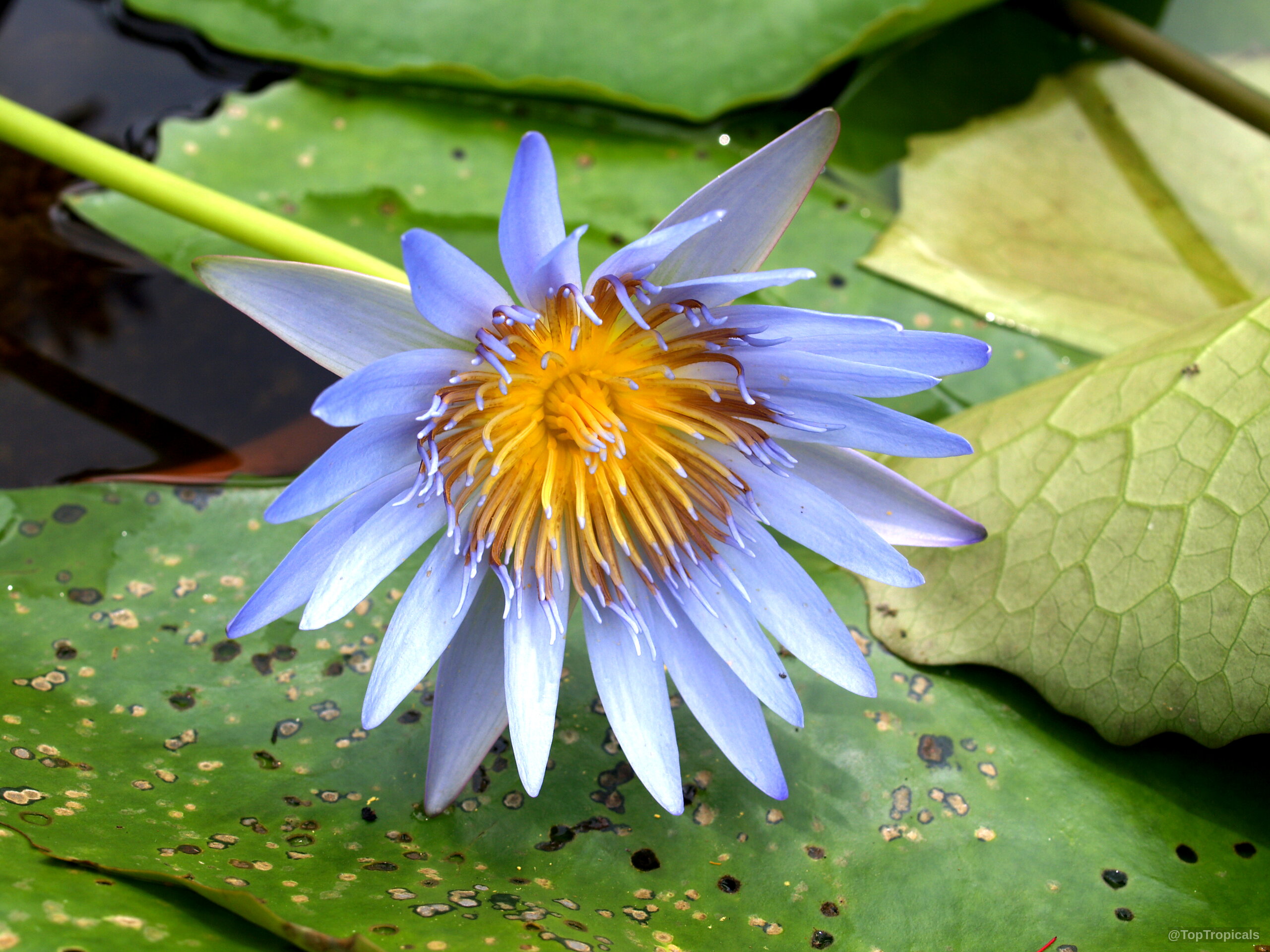 Nymphaea sp. (Water Lily) blue flower with yellow center resting upon thick green lily pads. Nymphaea sp. (Water Lily) blue flower, close up view of petals and yellow center.