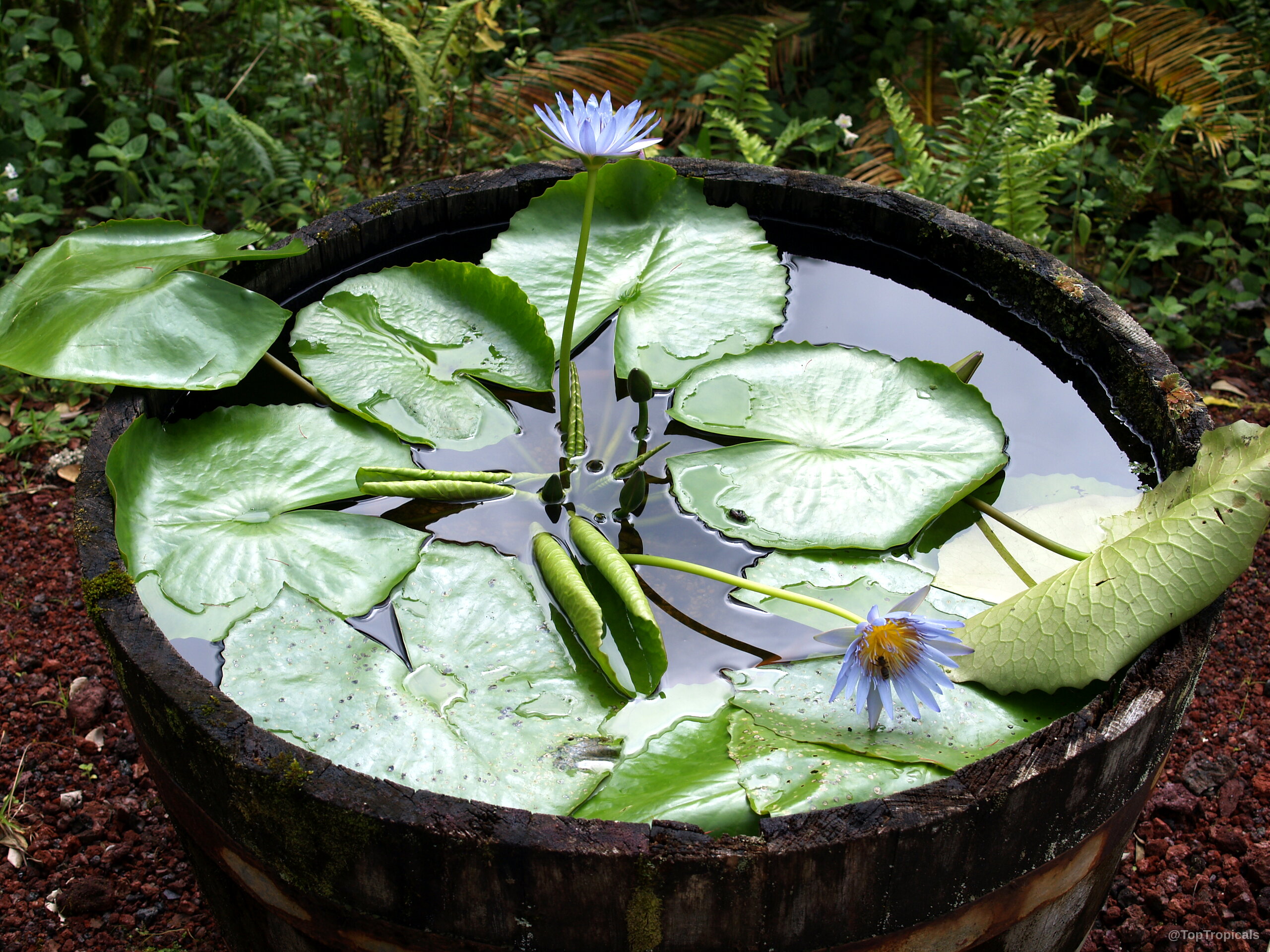 Nymphaea sp. (Water Lily) blue flowers and wide circular leaves floating inside wooden barrel container Nymphaea sp. (Water Lily) with blue flower and large green leaves in barrel container