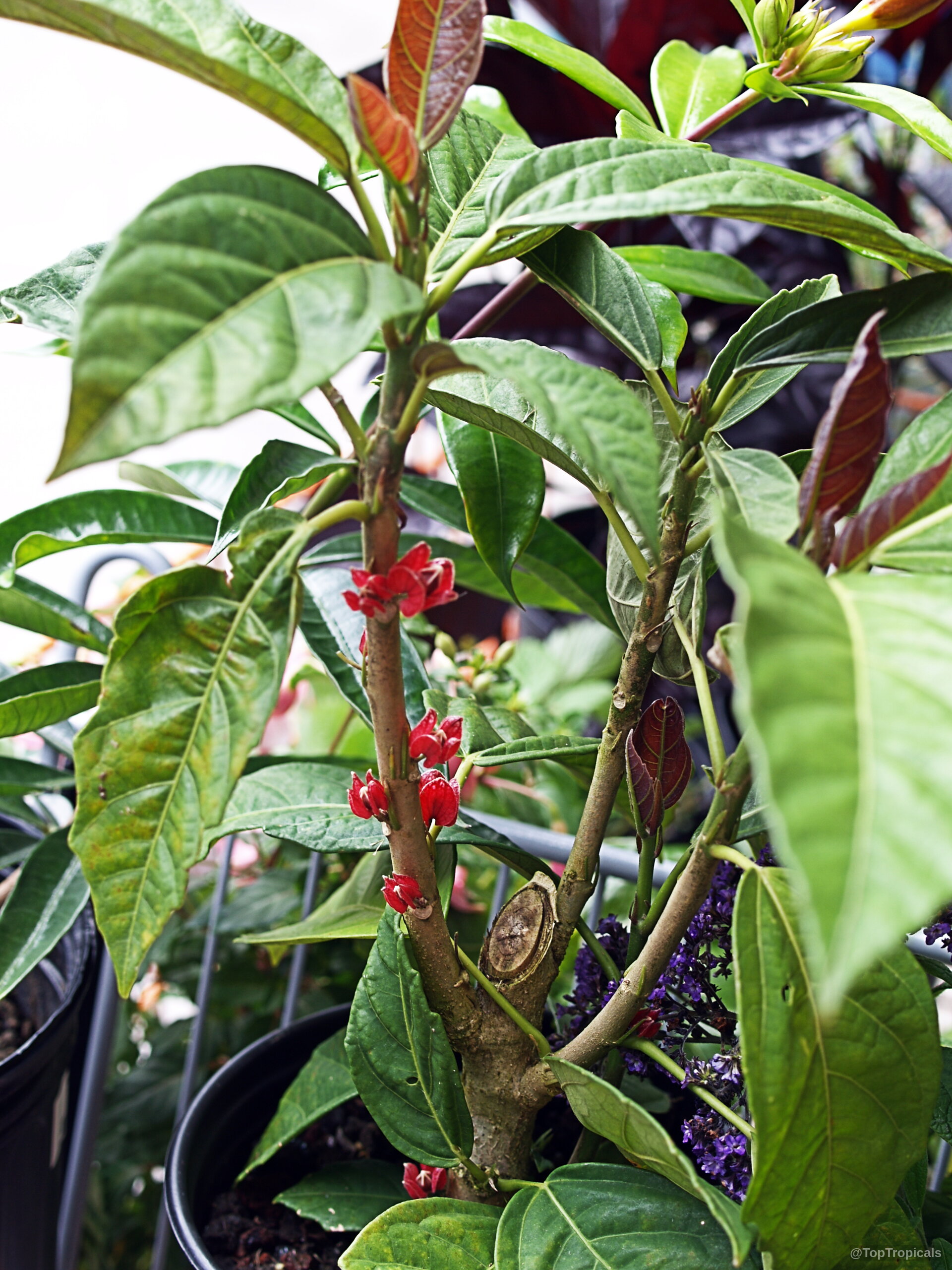 Pavonia strictiflora (Goethea) with small red flowers growing directly from the woody stems of plant. Pavonia strictiflora (Goethea) plant with green leaves and small red flowers on woody stems.