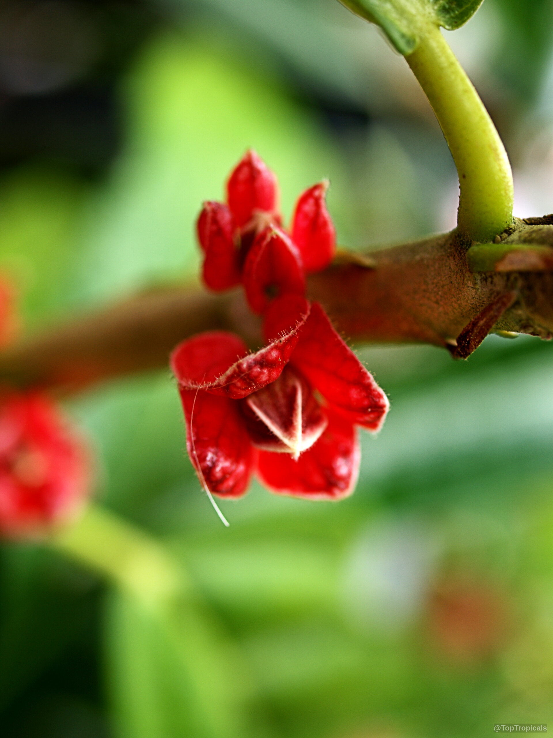 Pavonia strictiflora (Goethea) red flower emerging from a sturdy woody stem with soft textured edges. Pavonia strictiflora (Goethea) with red flower close up on woody branch against green background