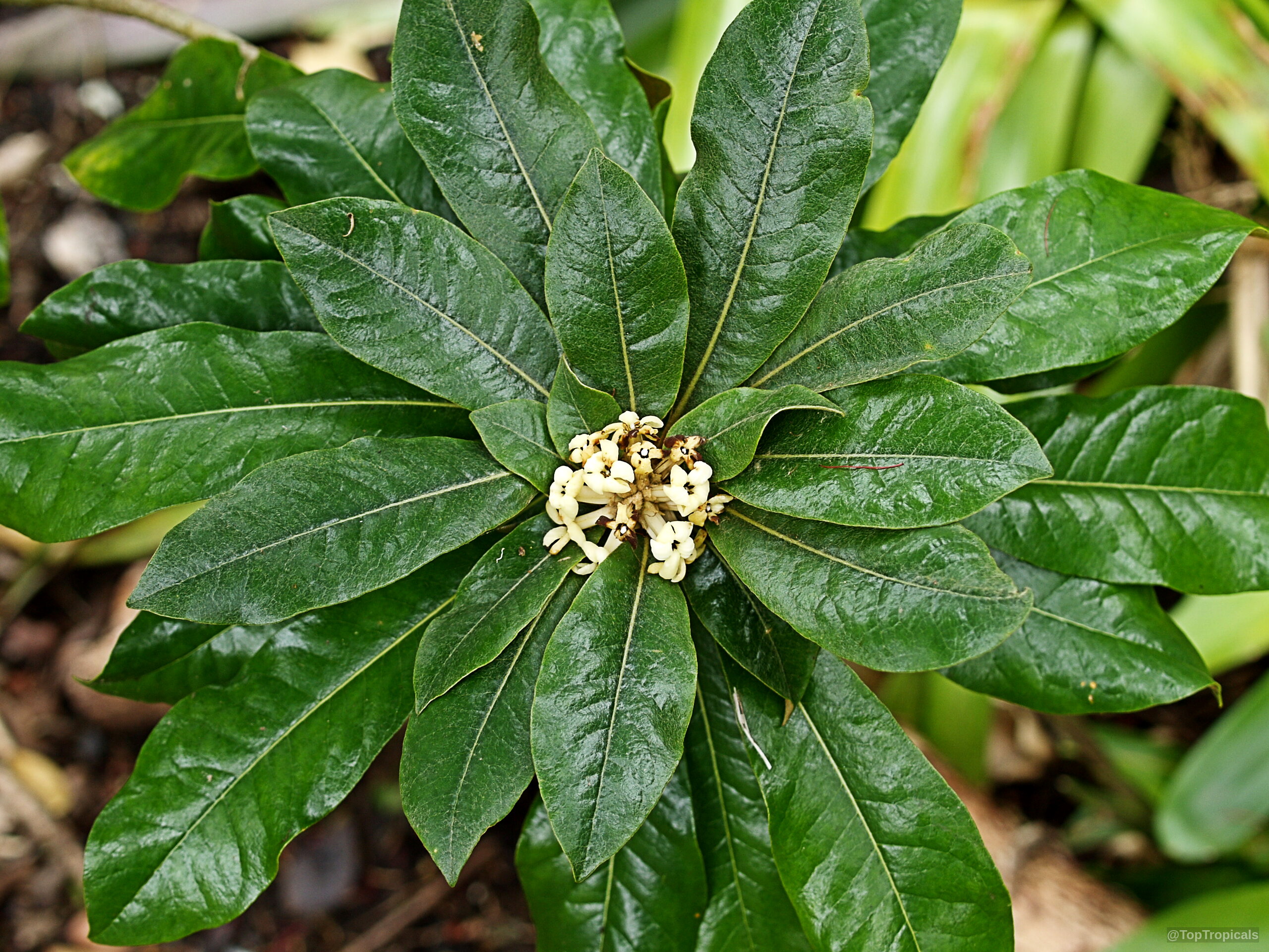 Pittosporum hosmeri (Kona Cheesewood) with deep green leaves surrounding a central cluster of yellow flowers. Pittosporum hosmeri (Kona Cheesewood) with green leaves and small yellow flower center close up.