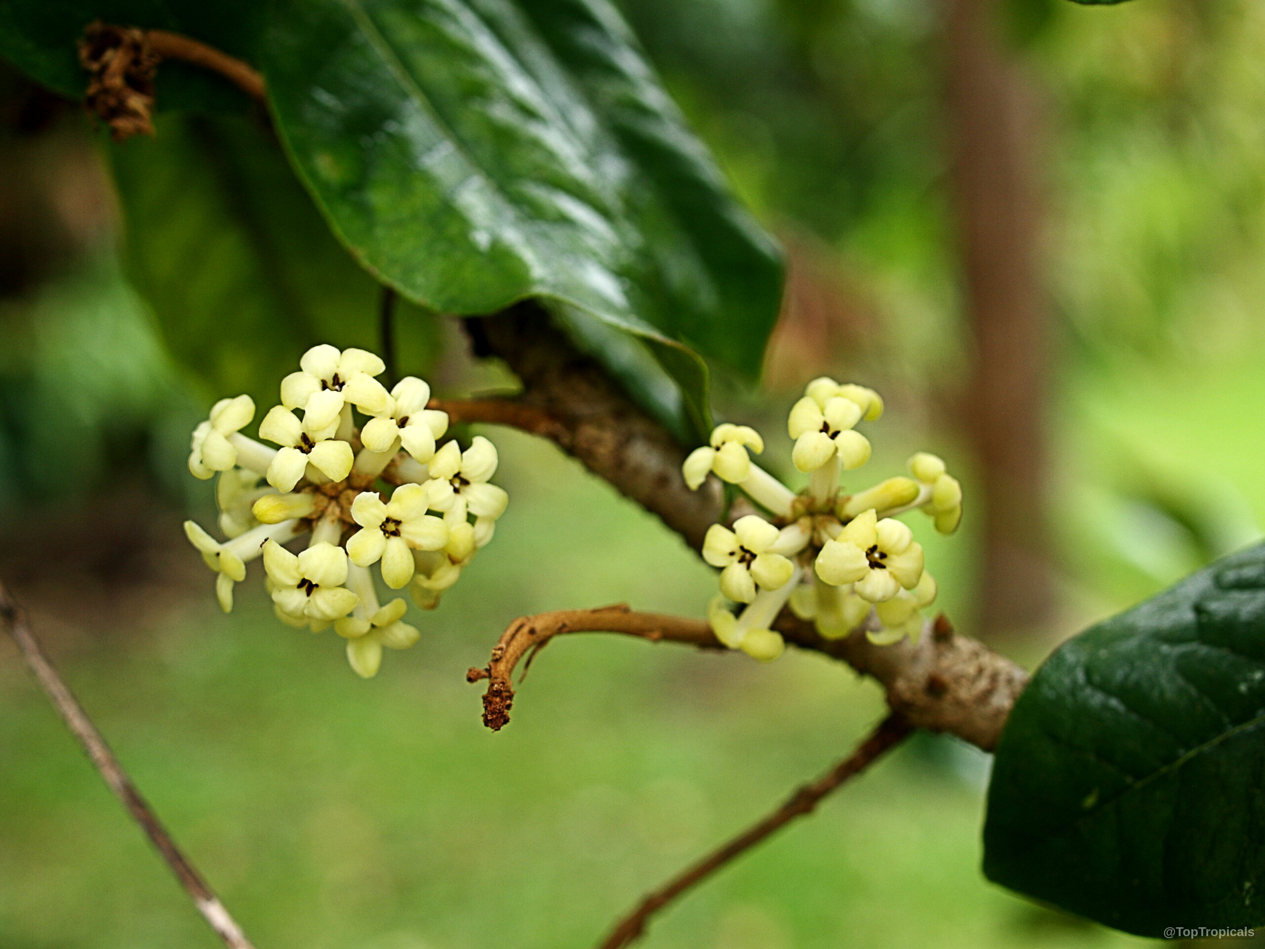 Pittosporum hosmeri (Kona Cheesewood) small yellow flower clusters on a thin woody tree branch Pittosporum hosmeri (Kona Cheesewood) yellow flower close up on a branch with green leaves