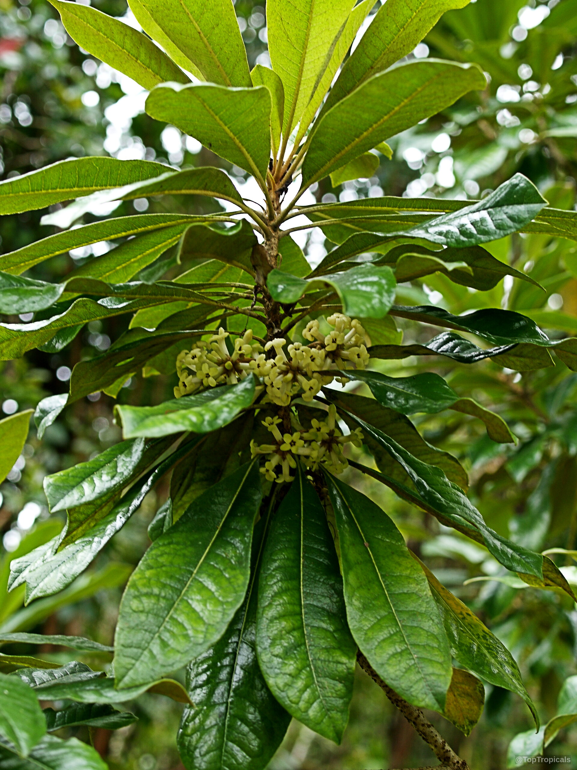 Pittosporum hosmeri (Kona Cheesewood) clusters of small yellow flowers surrounded by thick green foliage. Pittosporum hosmeri (Kona Cheesewood) yellow flower clusters nestled among dense, glossy green plant leaves.