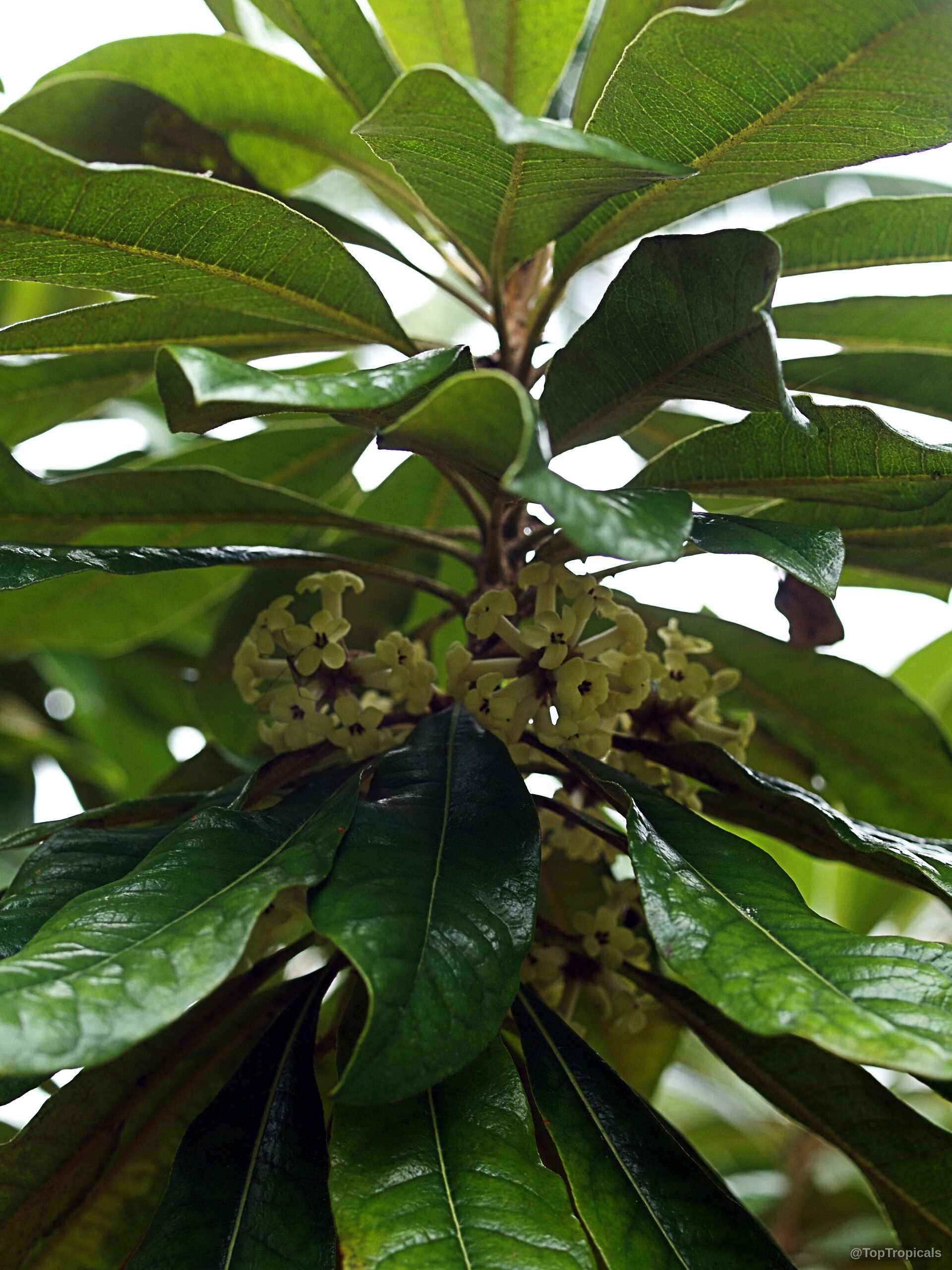 Pittosporum hosmeri (Kona Cheesewood) yellow flower clusters tucked under thick dark green foliage Pittosporum hosmeri (Kona Cheesewood) yellow flower and green leaves in close up