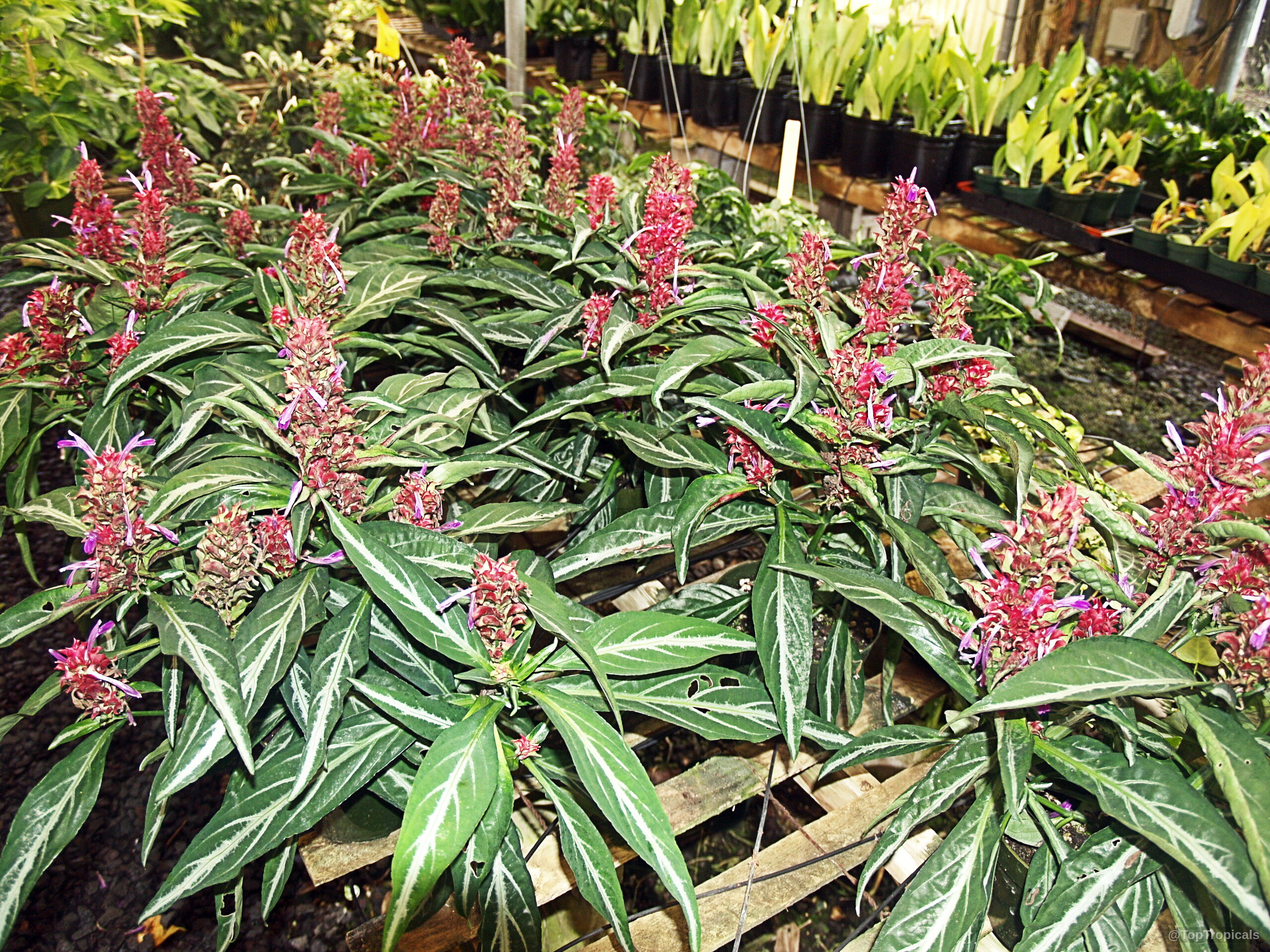 Porphyrocoma pohliana (Purple Shrimp) with textured pink flower spikes above pointed green foliage on wooden slats Porphyrocoma pohliana (Purple Shrimp) plant with vibrant pink flowers and deep green striped leaves
