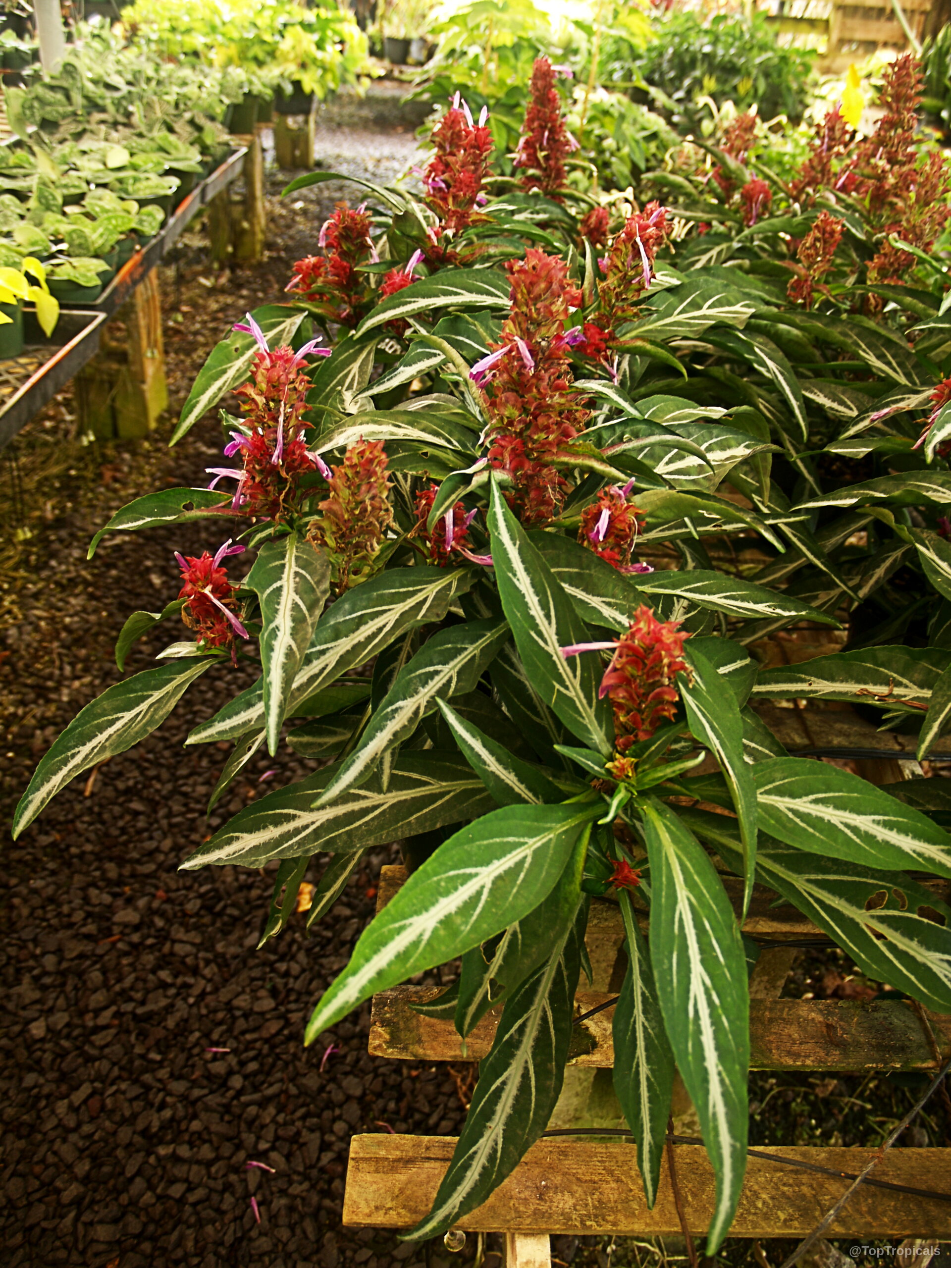 Porphyrocoma pohliana (Purple Shrimp) with narrow green leaves and upright spike-like red flower clusters Porphyrocoma pohliana (Purple Shrimp) with red flower stalks and dark green variegated foliage plant