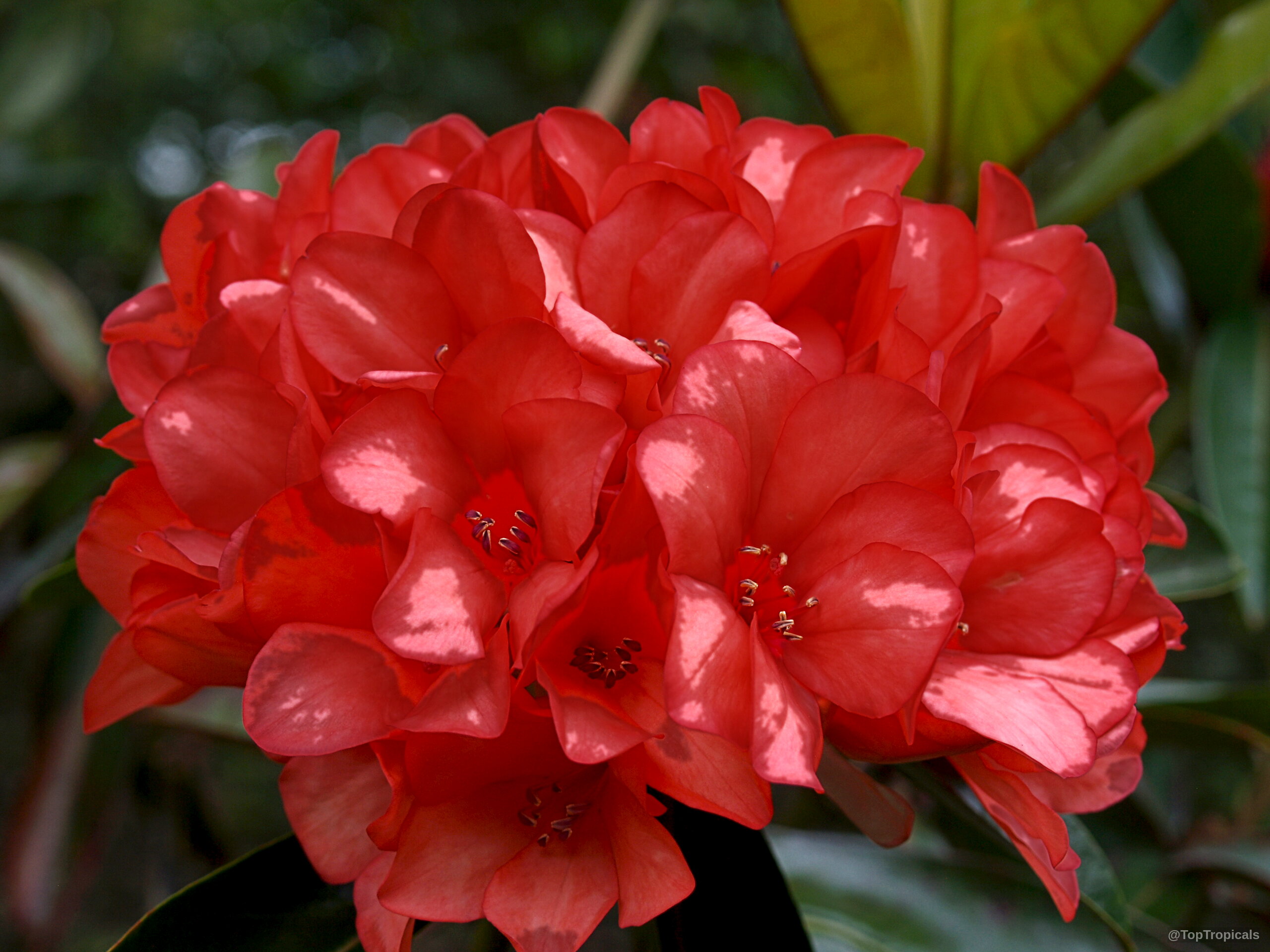 Rhododendron laetum (Vireya Rhododendron) orange flower cluster with multiple rounded petals and dark stamens Rhododendron laetum (Vireya Rhododendron) orange flower close up against dark green foliage