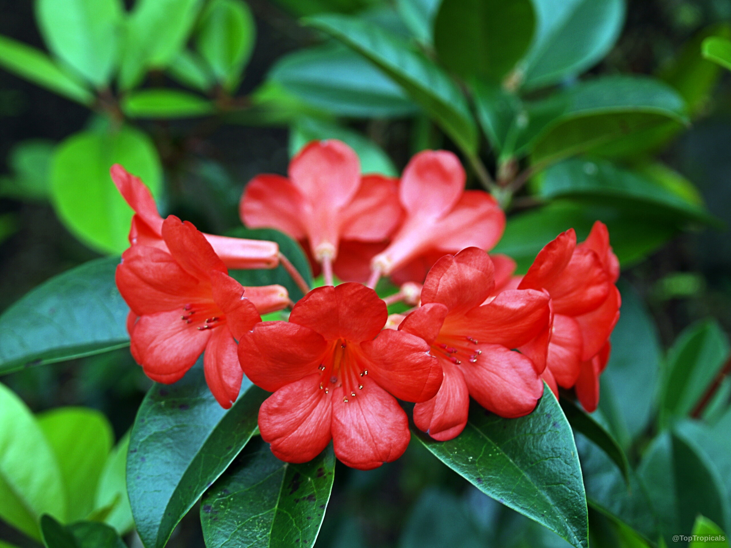 Rhododendron laetum (Vireya Rhododendron) with clusters of vibrant orange flowers against dark green oval leaves. Rhododendron laetum (Vireya Rhododendron) orange flower close up on deep green leafy plant branch