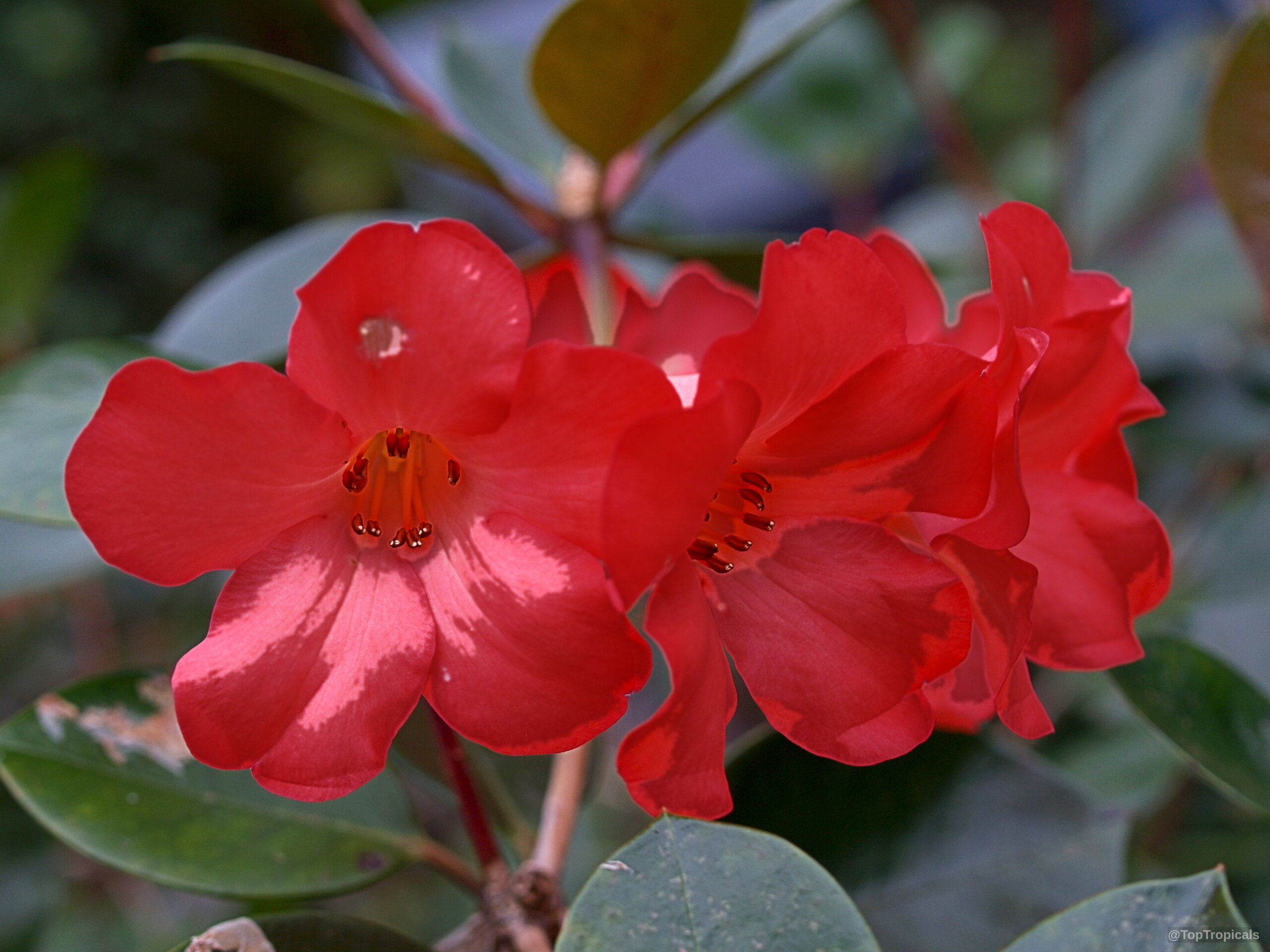 Rhododendron laetum (Vireya Rhododendron) with clusters of vibrant orange petals and dark foliage. Rhododendron laetum (Vireya Rhododendron) orange flower close up on green leaves