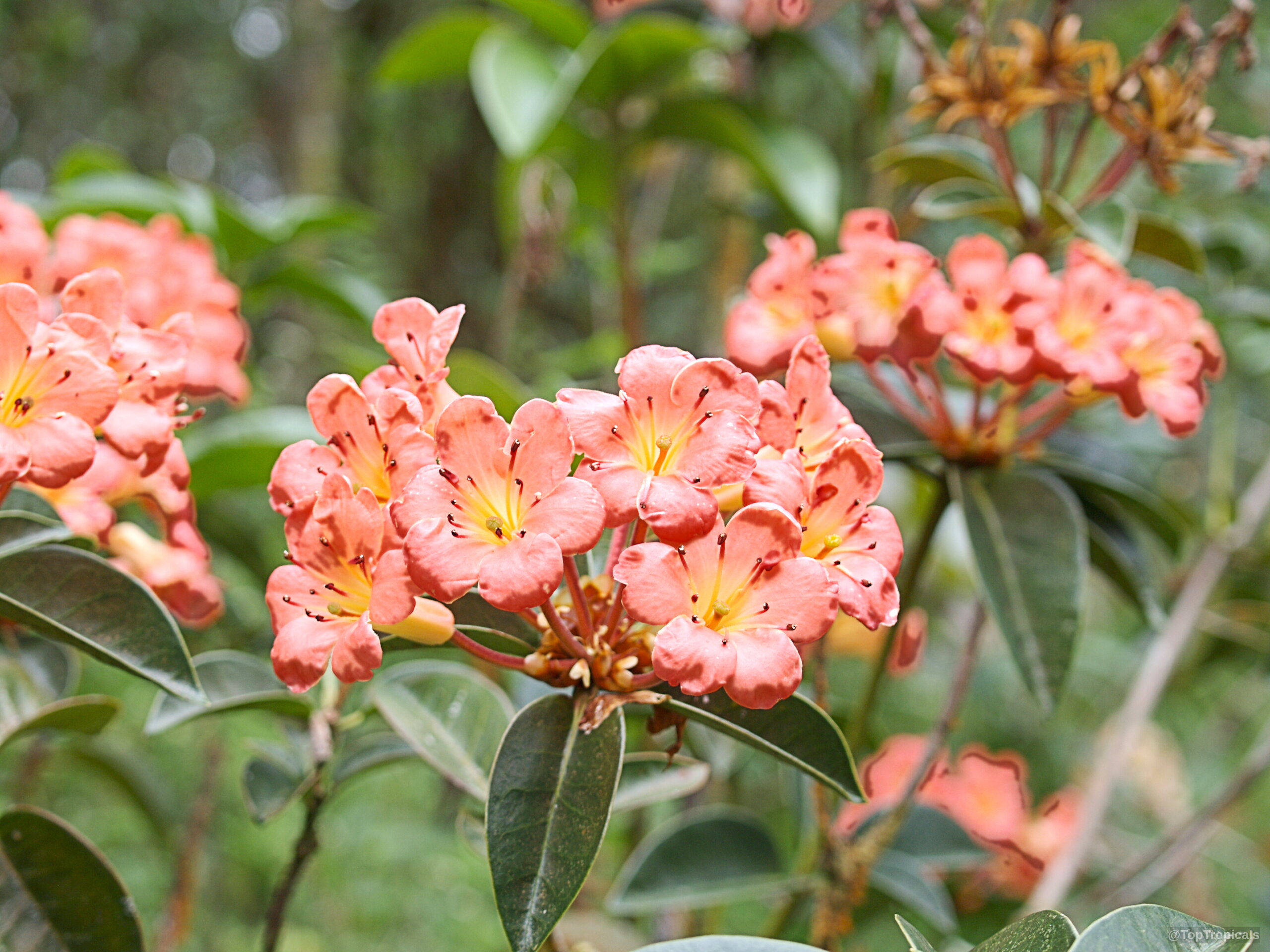 Rhododendron laetum (Vireya Rhododendron) with clusters of orange flowers nestled among thick dark green foliage. Rhododendron laetum (Vireya Rhododendron) orange flower clusters on green leaves close up for planting ideas.
