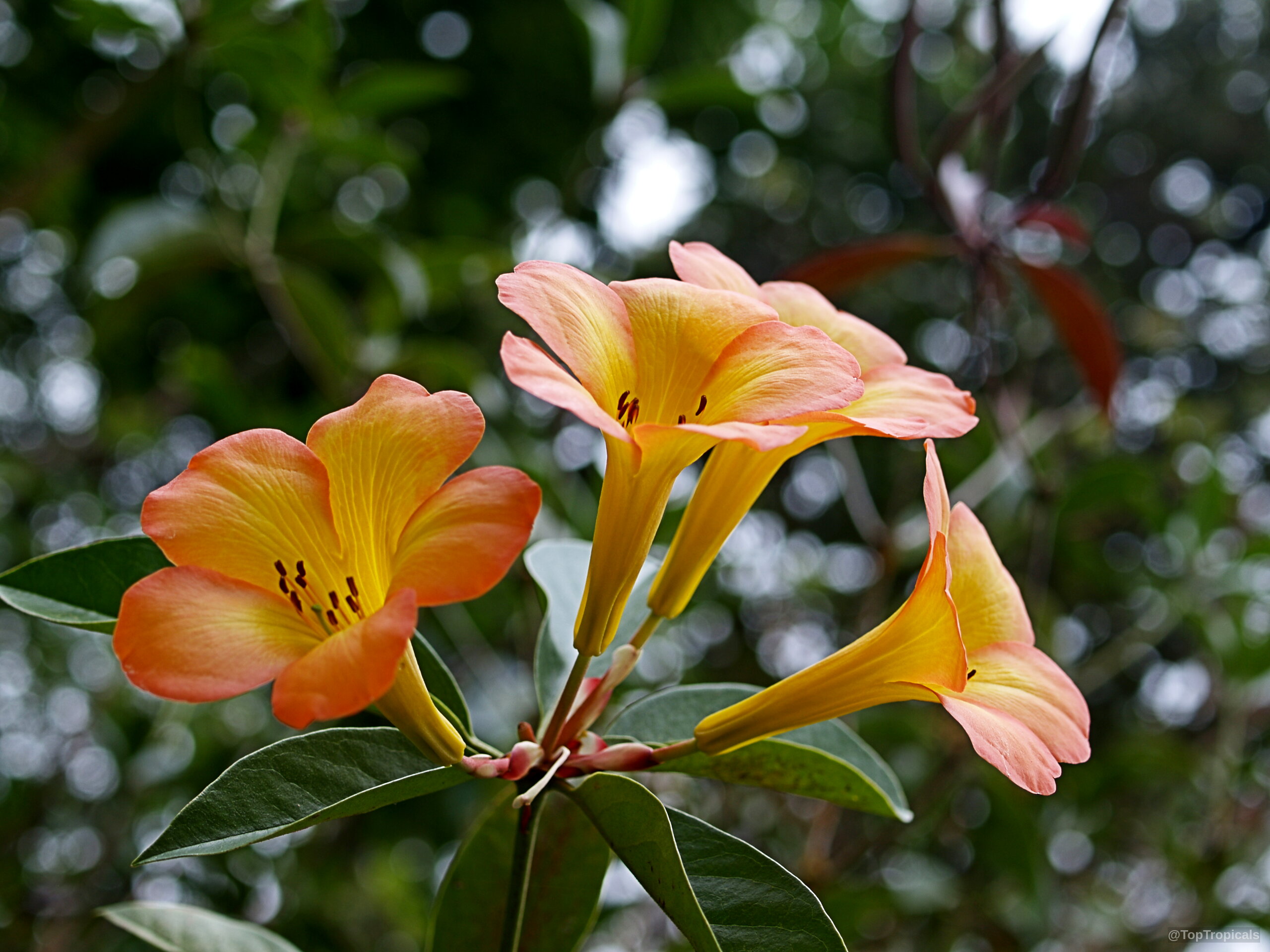 Rhododendron laetum (Vireya Rhododendron) with tubular orange yellow flowers rising above simple green leaves. Rhododendron laetum (Vireya Rhododendron) orange yellow flower close up view with green leaves.