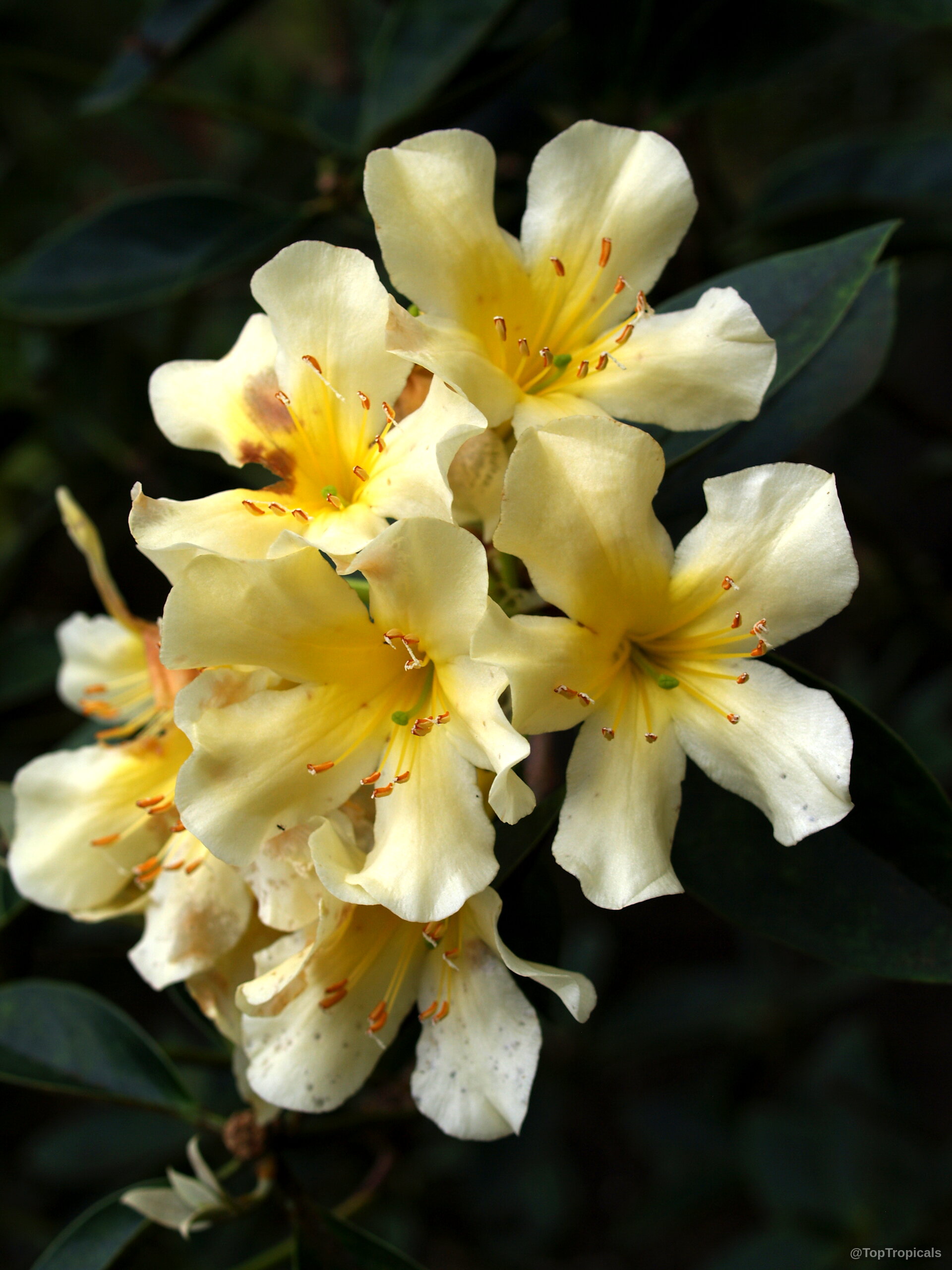 Rhododendron laetum (Vireya Rhododendron) pale yellow flower cluster growing on a dark green plant branch. Rhododendron laetum (Vireya Rhododendron) pale yellow flower cluster, close up image of tropical plant.