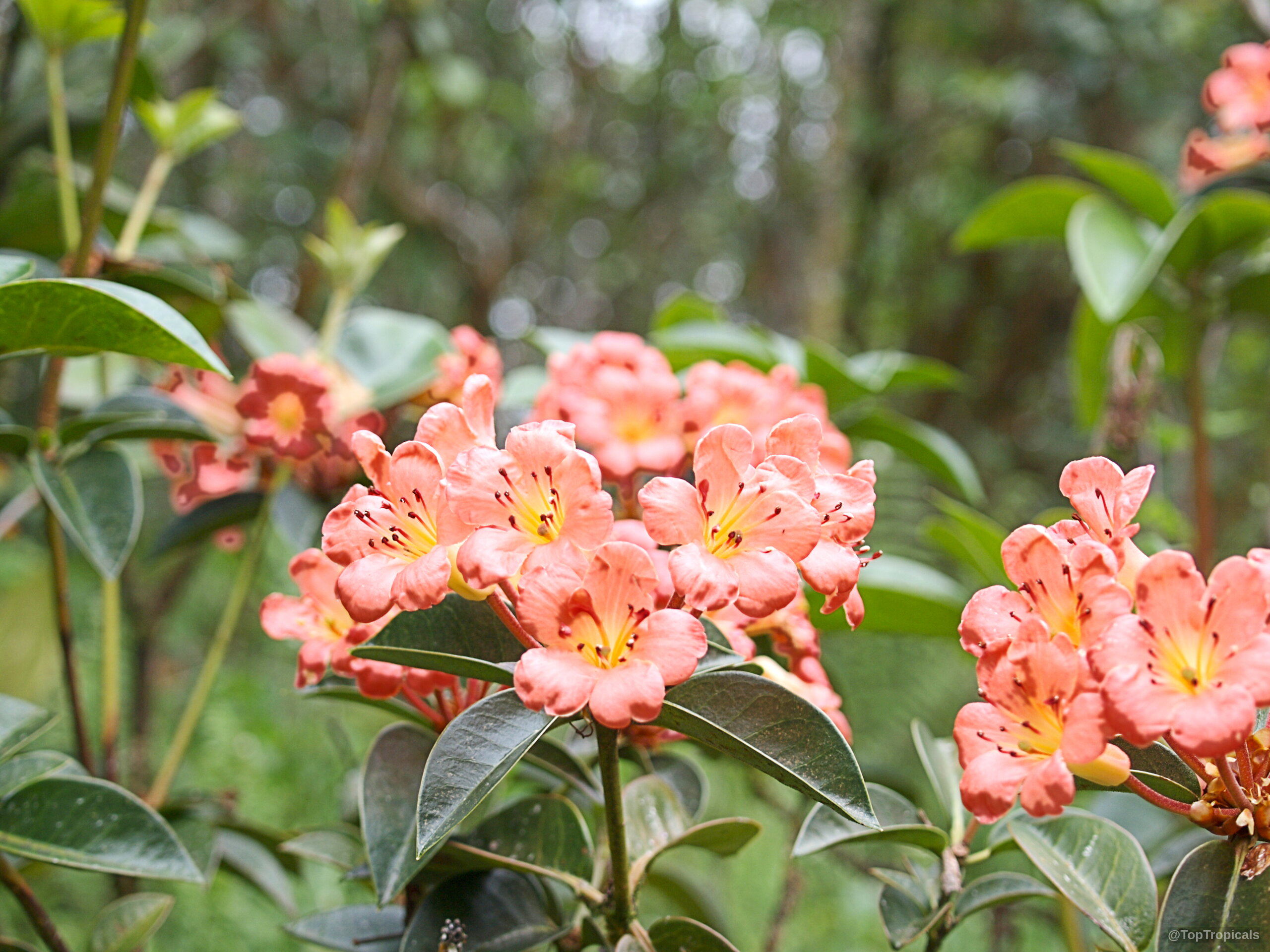 Rhododendron laetum (Vireya Rhododendron) cluster of salmon pink flowers with green oval leaves nearby Rhododendron laetum (Vireya Rhododendron) with salmon pink flowers and dark green leaves close up