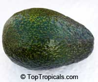 Persea americana - Avocado Winter Mexican, Grafted

Click to see full-size image