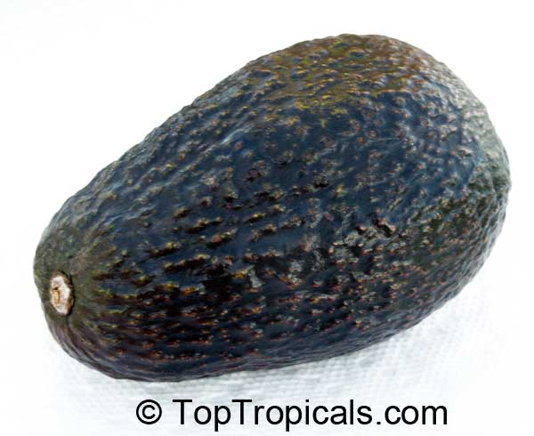 Avocado fruit black