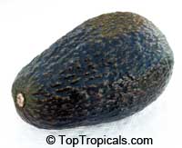 Avocado tree Black Prince, Grafted (Persea americana)

Click to see full-size image