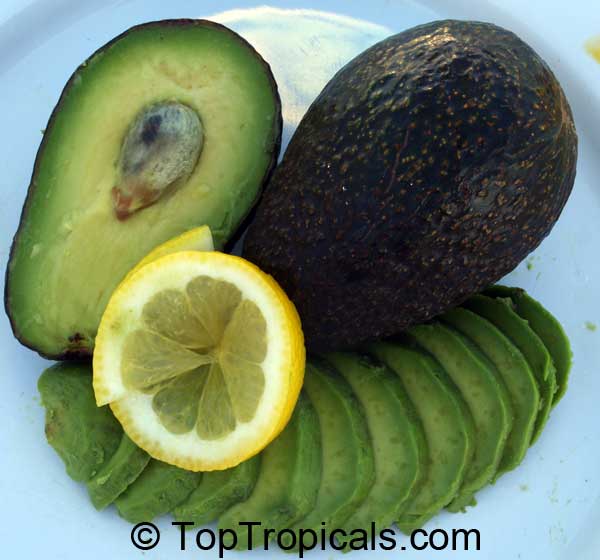 Avocado fruit on the plate with a lemon slice