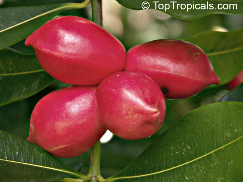 Ochrosia elliptica - Bloodhorn, Mangrove Ochrosia