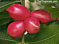 Ochrosia elliptica - Bloodhorn, Mangrove Ochrosia

Click to see full-size image