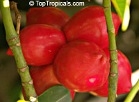 Ochrosia elliptica, Bloodhorn, Mangrove Ochrosia

Click to see full-size image