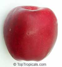 Malus x domestica, Low Chill Apple

Click to see full-size image
