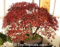 Acer palmatum, Japanese maple, Palmate maple, Smooth Japanese maple

Click to see full-size image