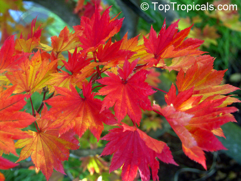 Acer sp., Red Maple, Soft Maple. Acer rubrum