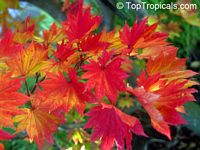 Acer rubrum - Red Maple

Click to see full-size image