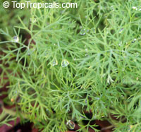 Anethum graveolens, Dill

Click to see full-size image