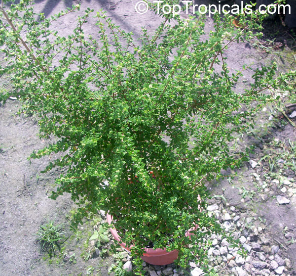 Nashia inaguensis, Moujean Tea, Bahamas Berry, Pineapple Verbena