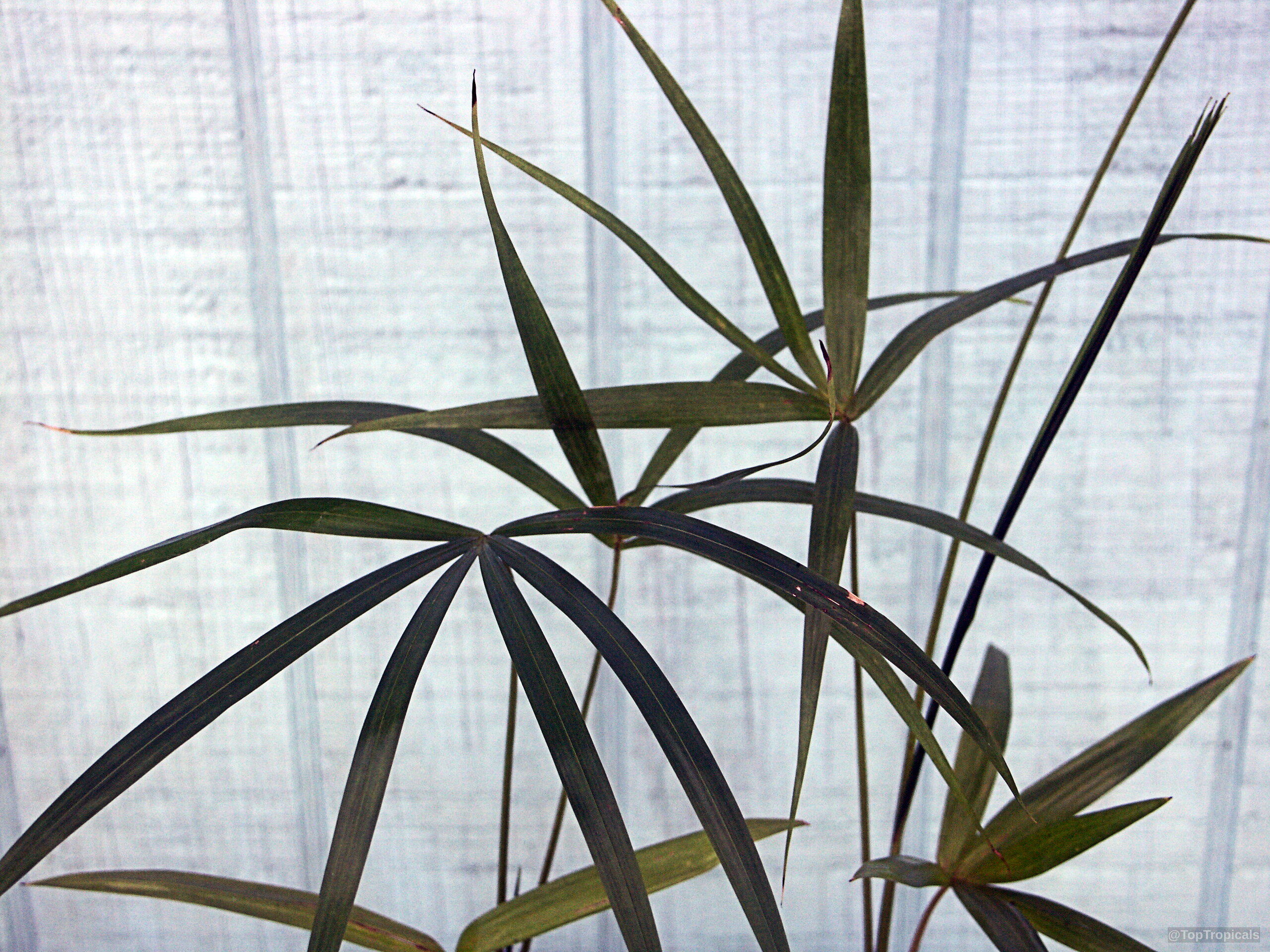 Euterpe precatoria (Huassai) palm with long slender green leaves radiating from the central stems Euterpe precatoria (Huassai) green palm plant leaves narrow reaching upwards in a dense cluster