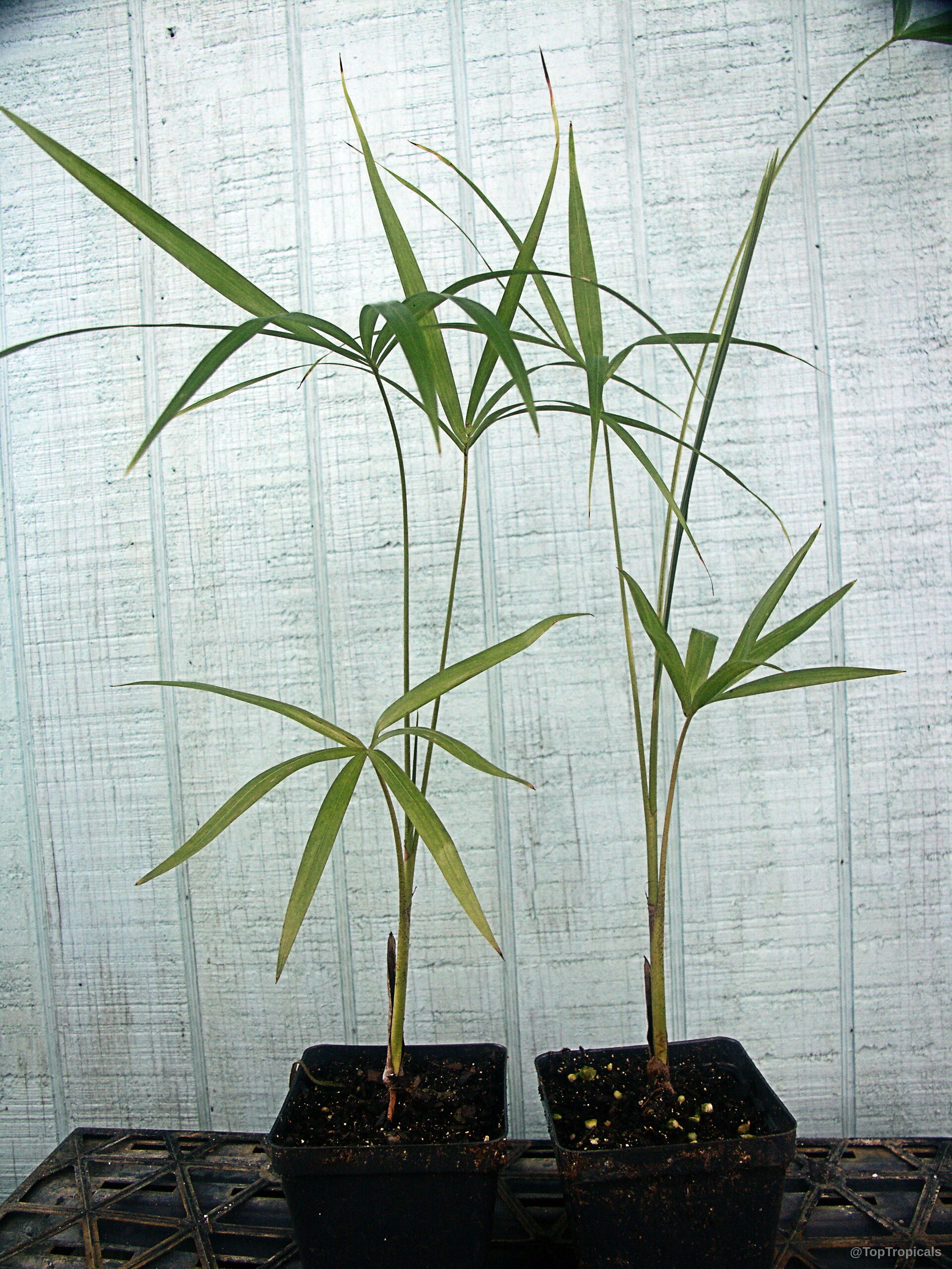 Euterpe precatoria (Huassai) plant with thin, narrow green leaves in small black plastic containers. Euterpe precatoria (Huassai) plant with thin, narrow green leaves in small black plastic containers.