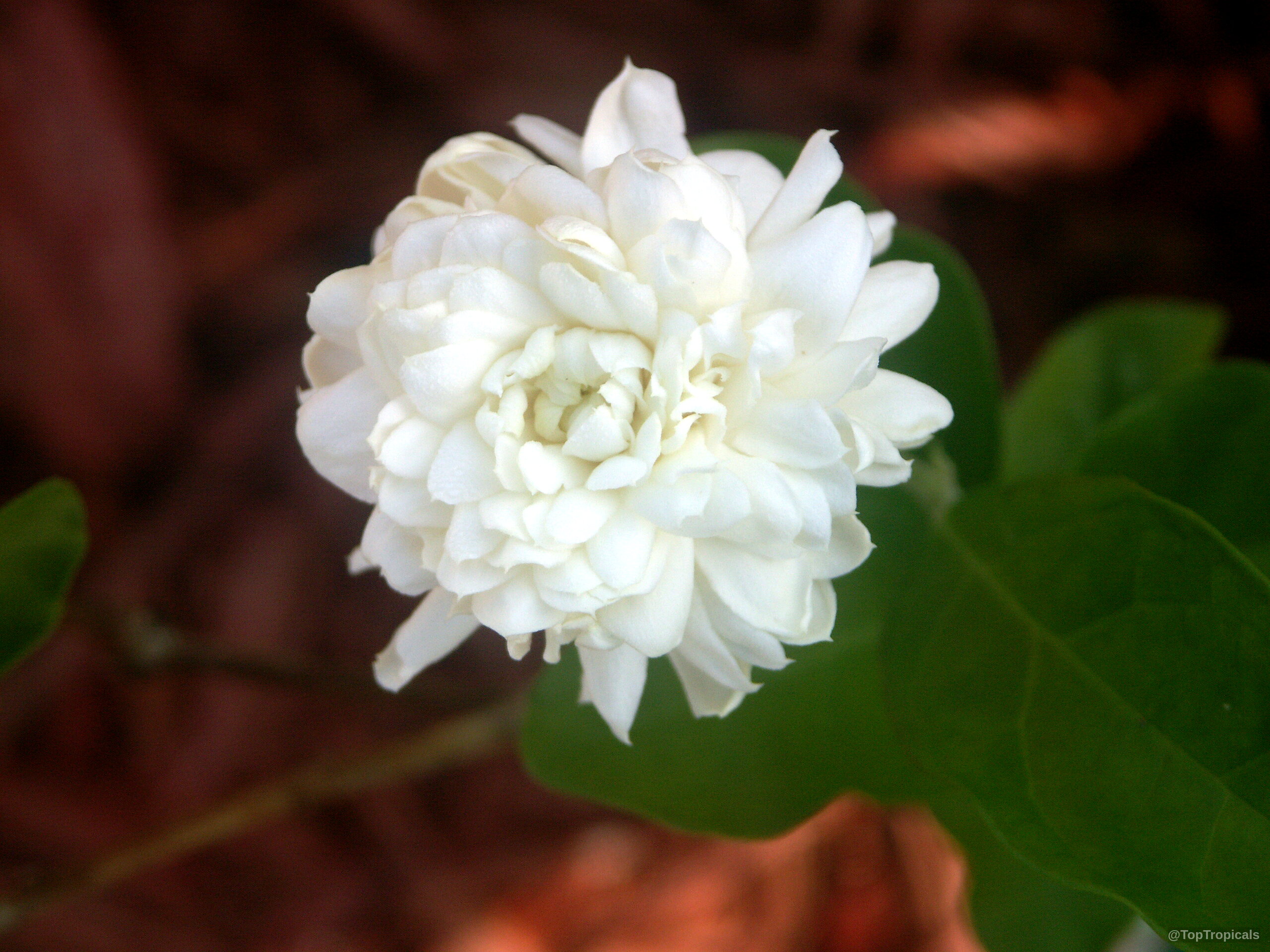 Jasminum sambac (Fragrant Jasmine) 'Grand Duke Supreme' white flower with many rounded layered petals. Jasminum sambac (Fragrant Jasmine) 'Grand Duke Supreme' white flower close up in sharp focus