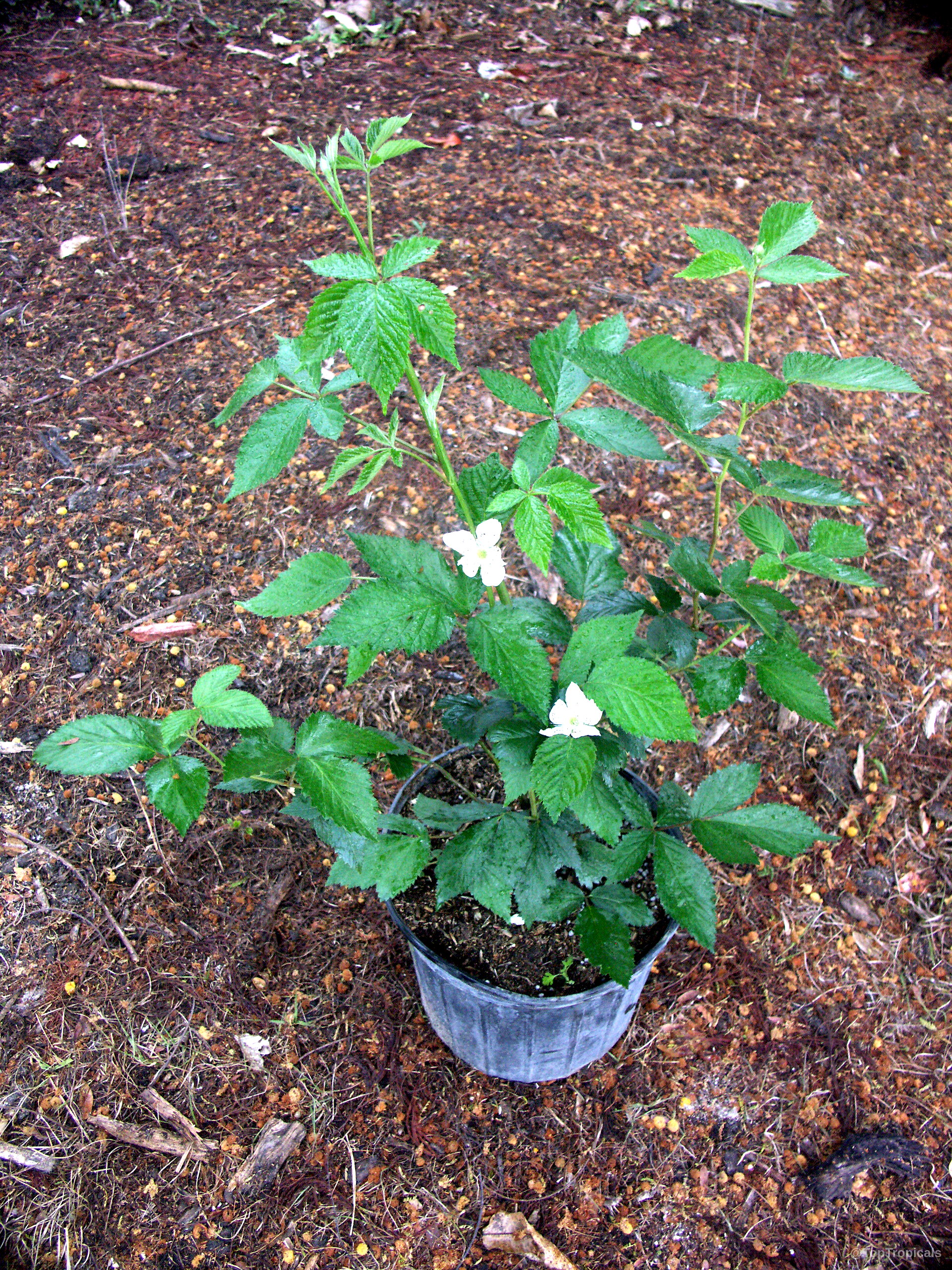 Rubus sp. (Brazos Blackberry) with white flower and green leaves in a black container. Rubus sp. (Brazos Blackberry) with white flower and green leaves in black container plant.